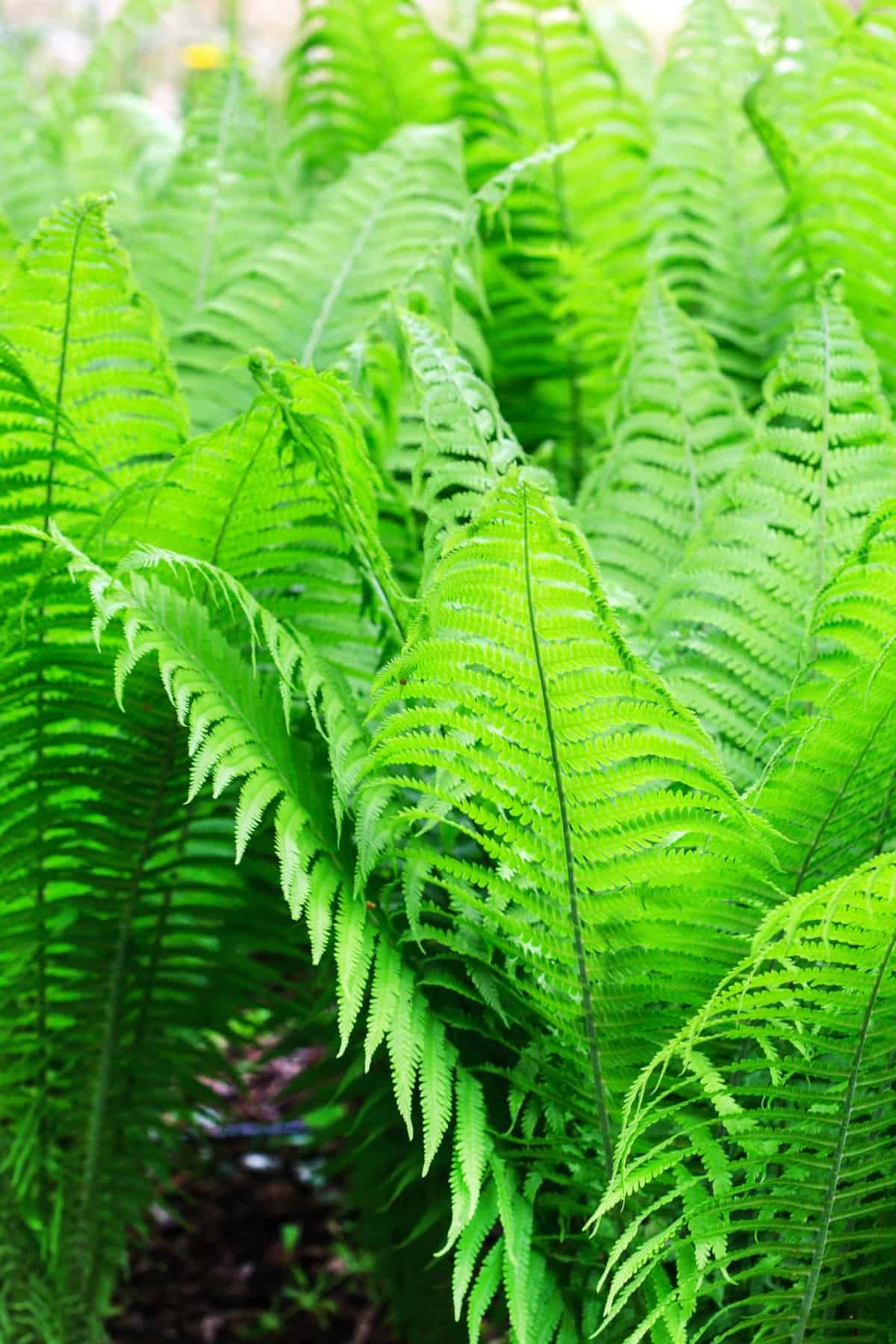 Ferns growing