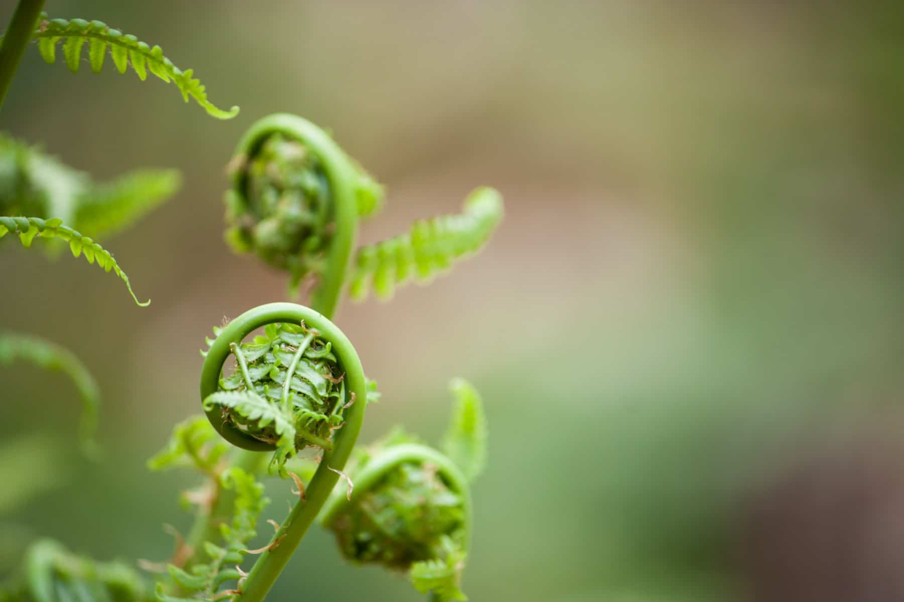 Close up on young spring ferns, also known as fiddleheads as they unfurl. Shallow depth of field  against a soft bokeh