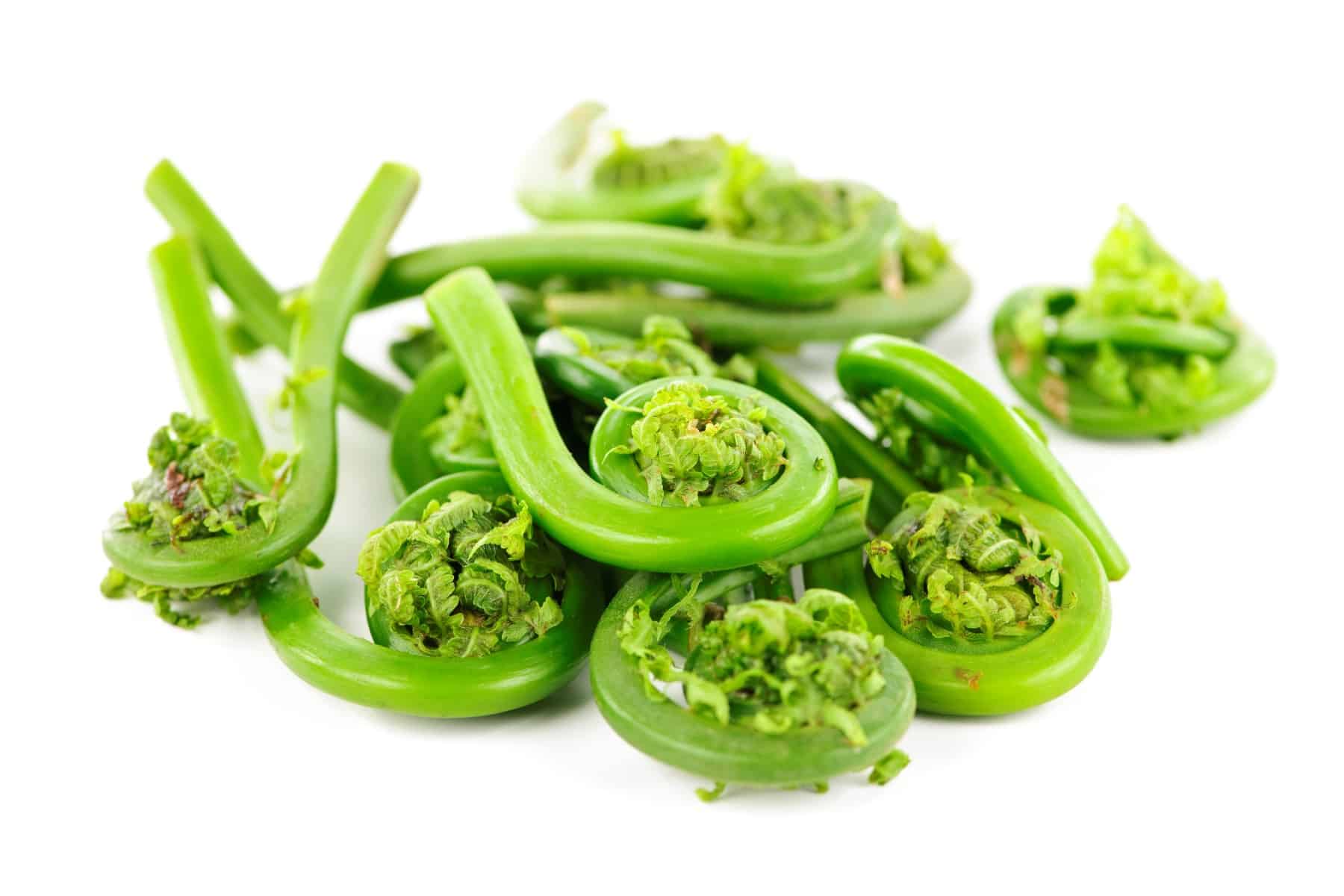 Pile of fresh spring wild fiddleheads on white background