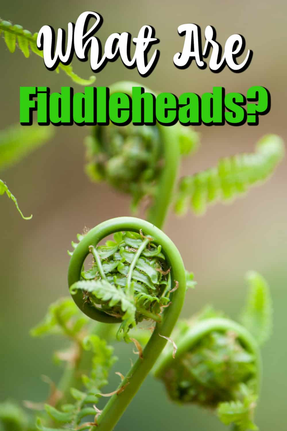 What are Fiddleheads and When Are They In Season? Pin