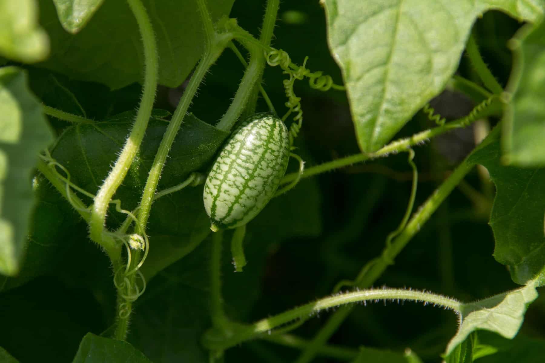 A little cucamelon on a branch with leaves and vines.