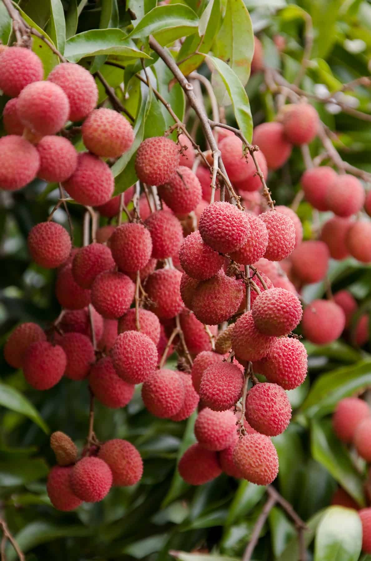 Lychee grape on a tree