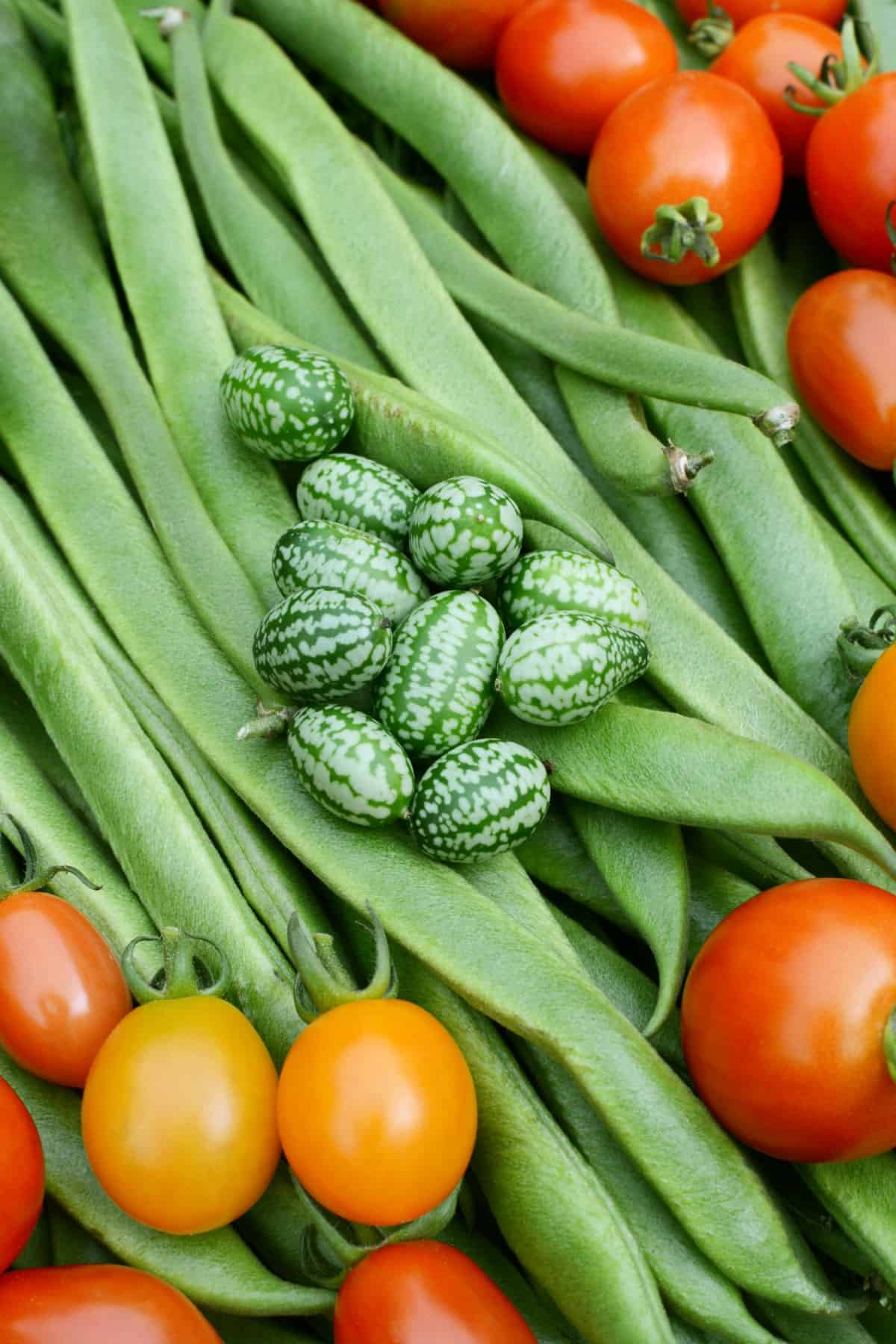 Green cucamelons and red tomatoes on a bed of long runner beans