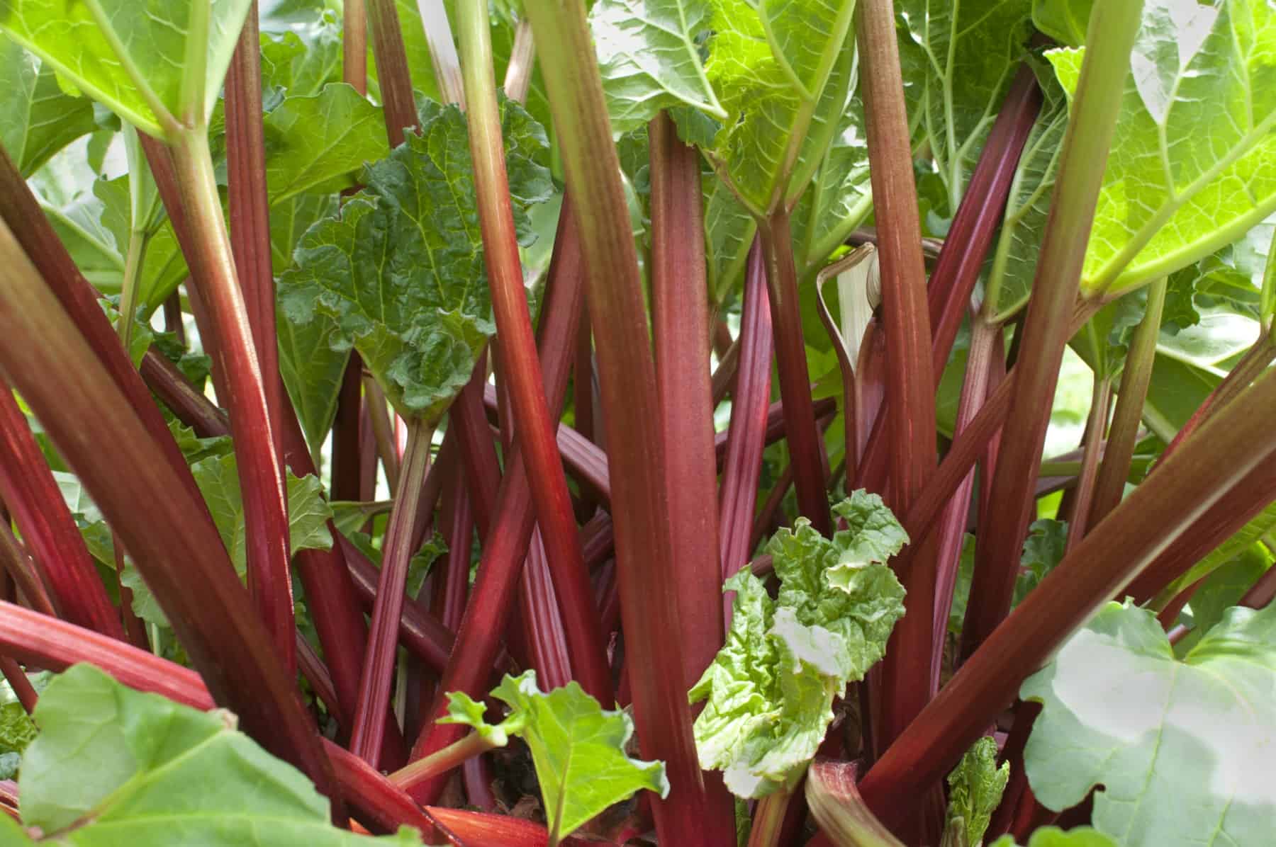 Ripe red stems of rhubarb (Rheum rhabarbarum) growing in vegetable garden