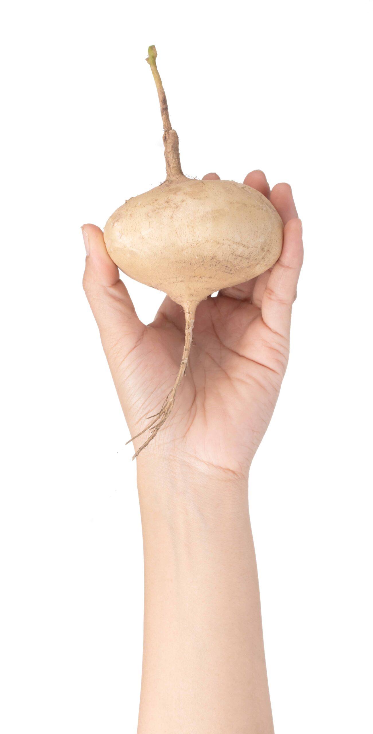 hand holding jicama isolated on white background
