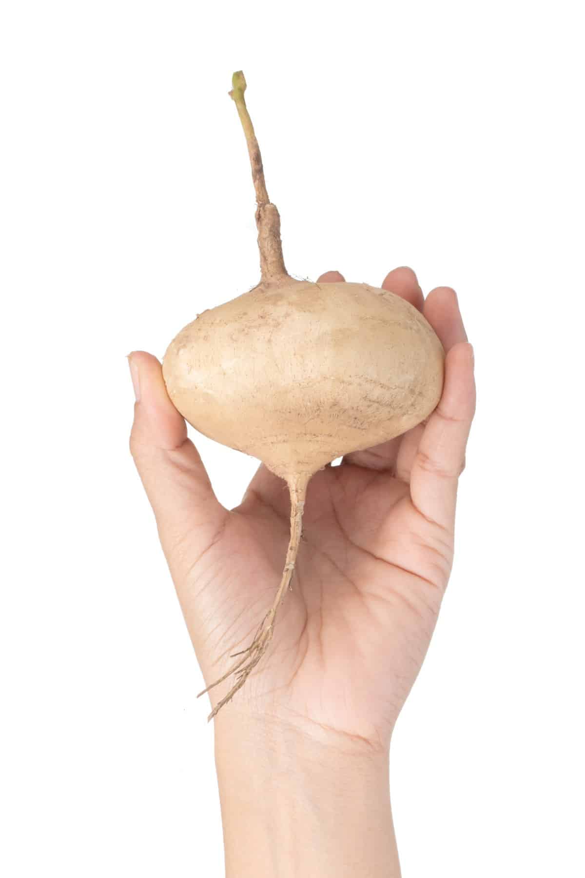 A hand holding a jicama.