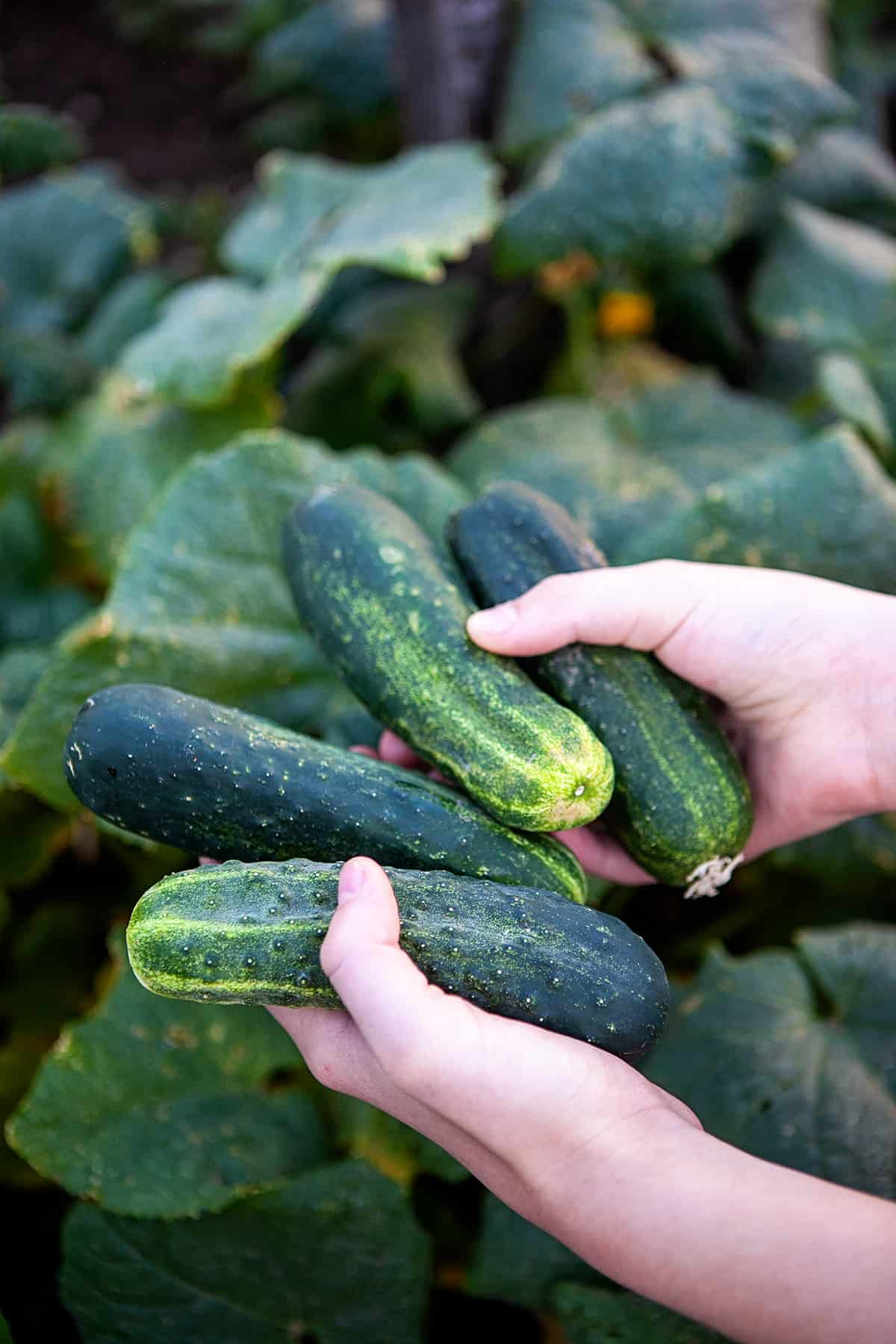 Fresh Pickling Cucumbers from the Garden for Bread and Butter Pickles