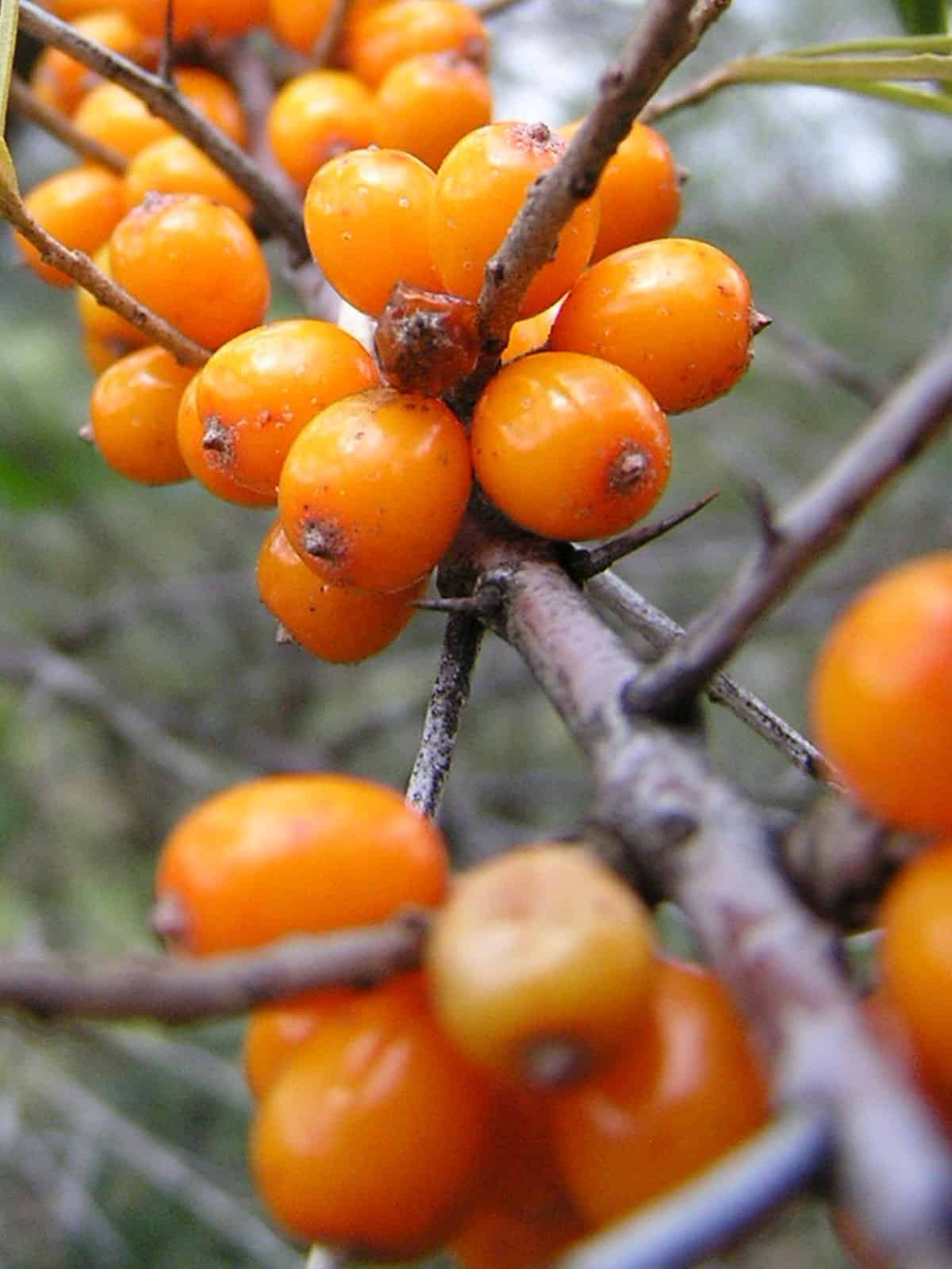 Persimmons on a tree branch