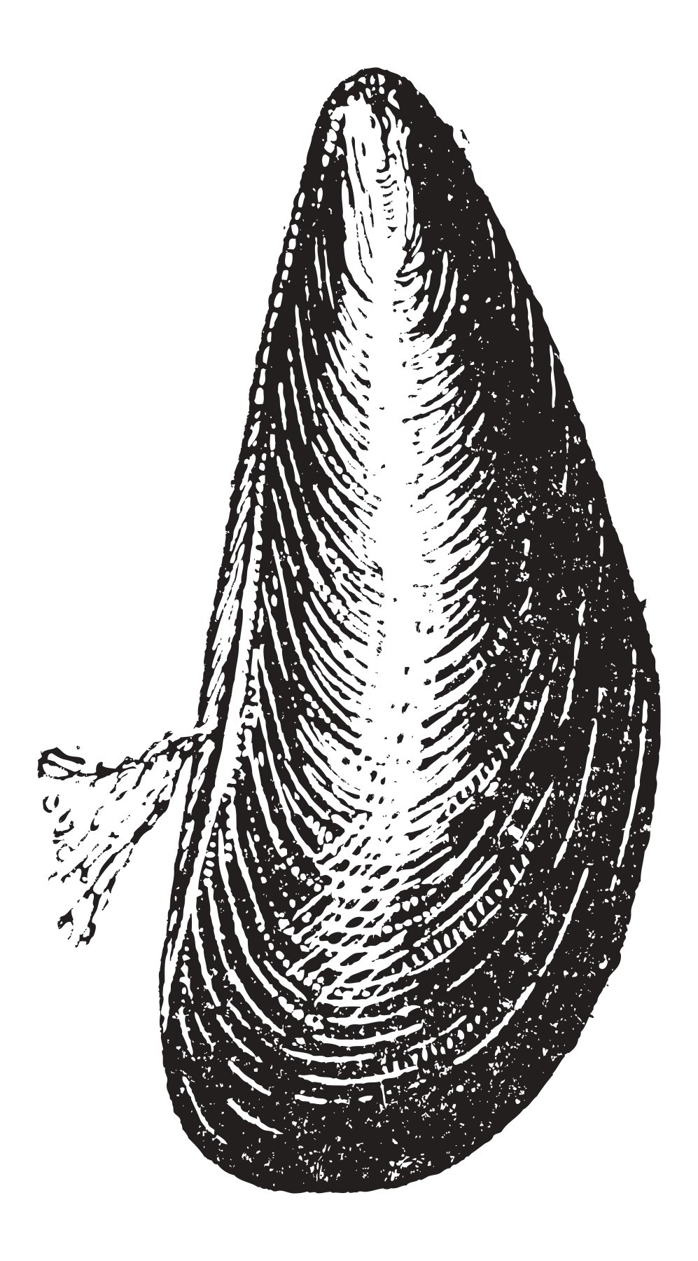 Marine Mussel, vintage engraved illustration. Dictionary of Words and Things - Larive and Fleury - 1895
