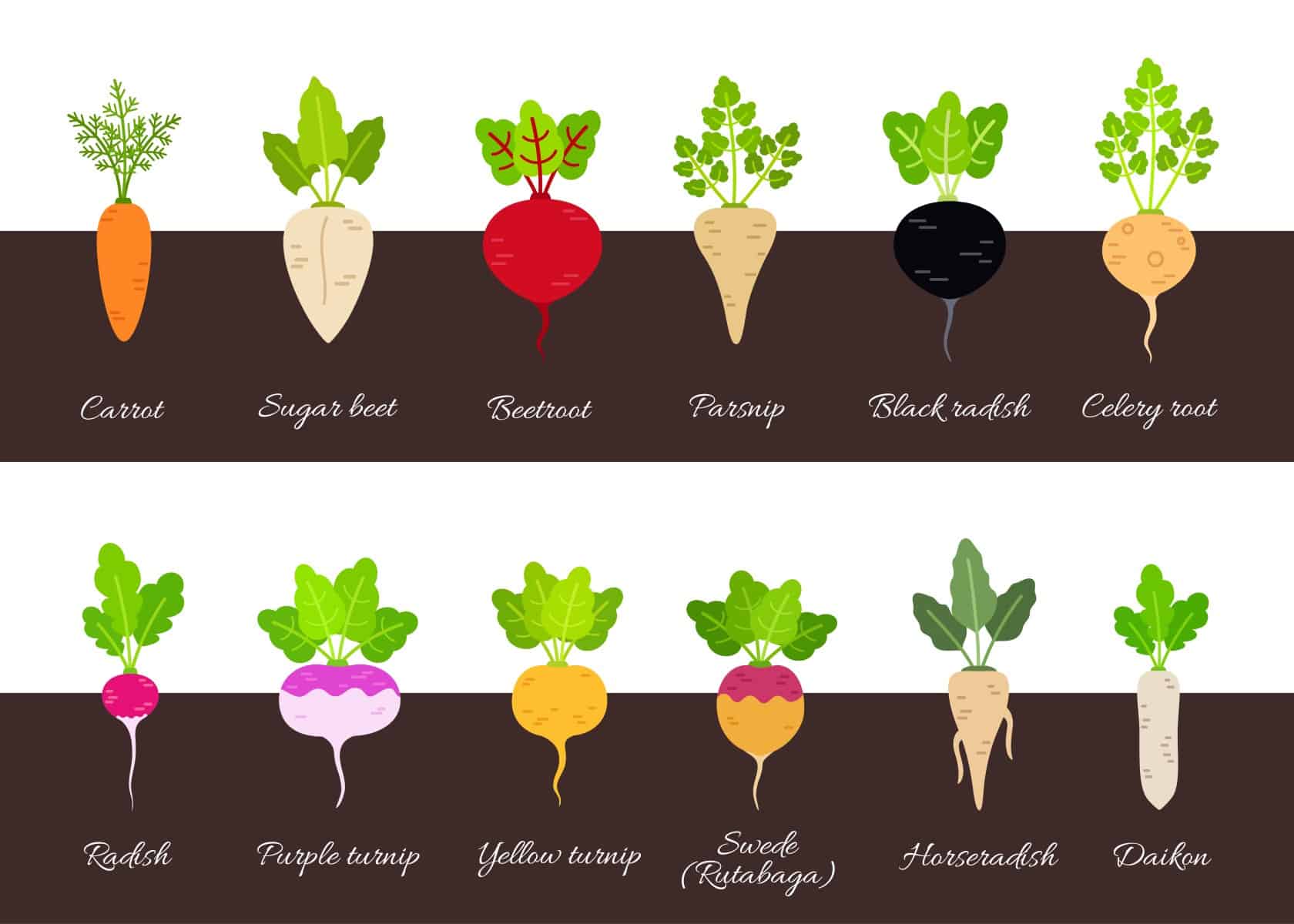Set of different growing vegetables plants with root structure. Vector illustration in flat style