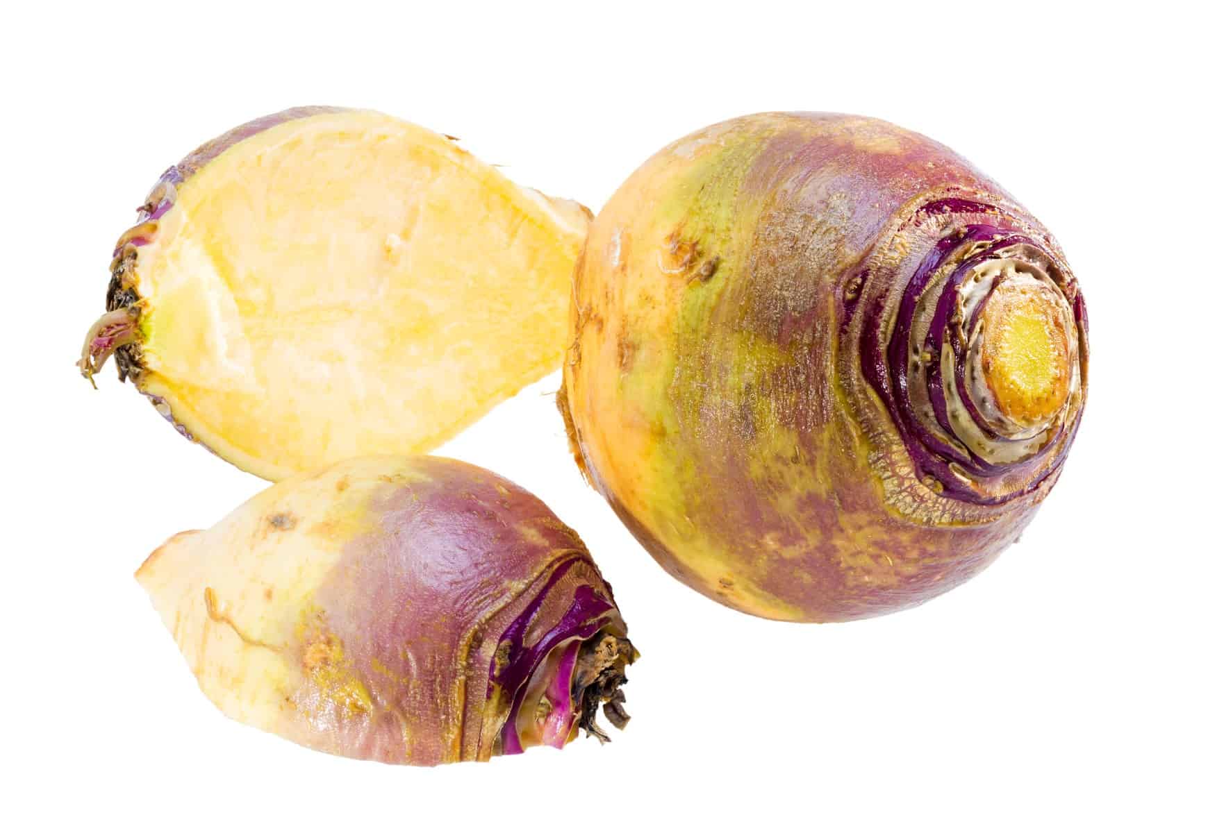 Raw rutabaga root isolated on white background.