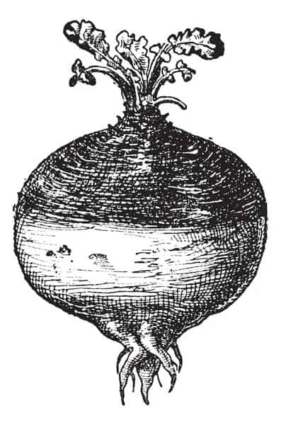 What is a Rutabaga? Here is a black and white drawing of one. 