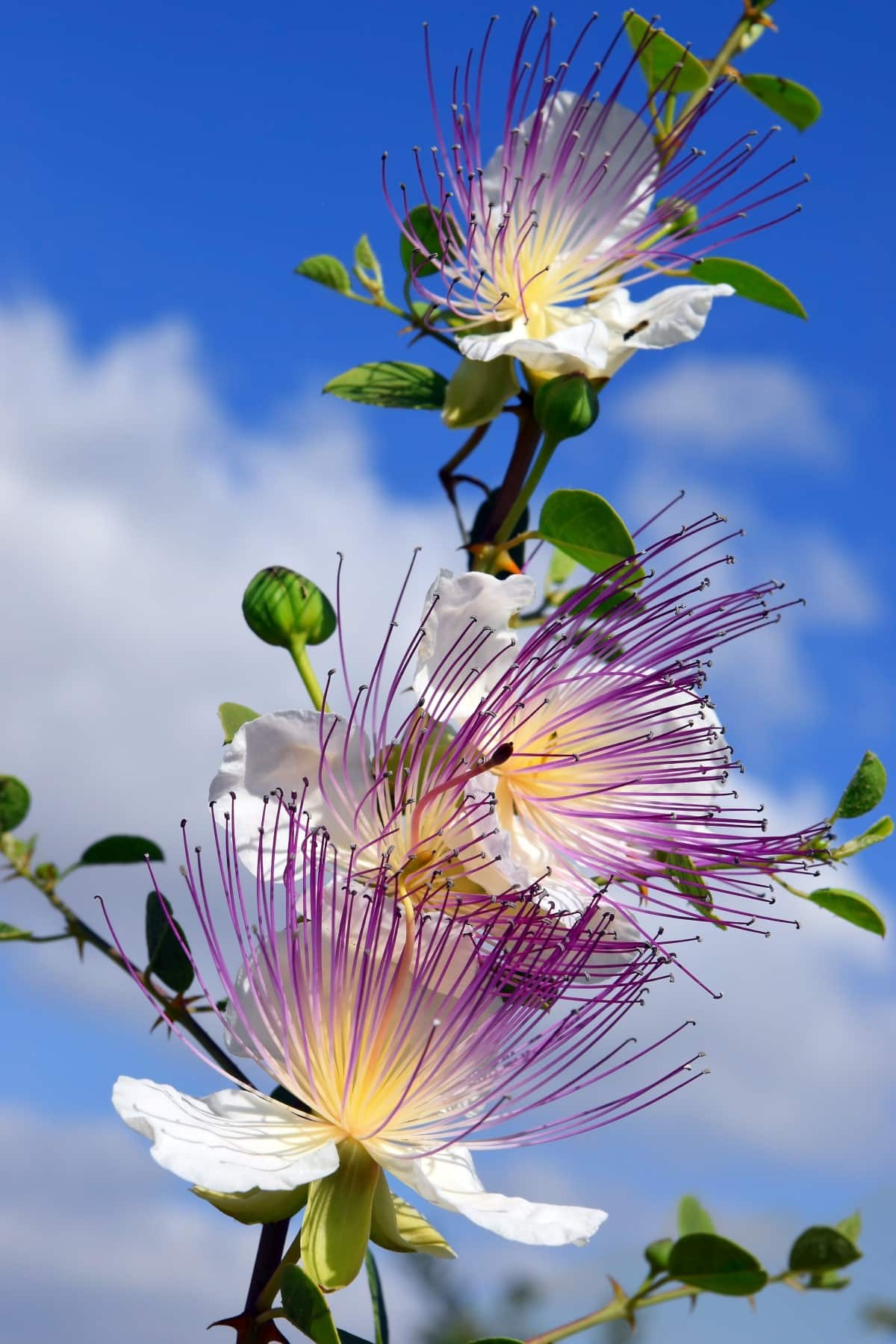 Flowers of capparis spinosa, caper bush.