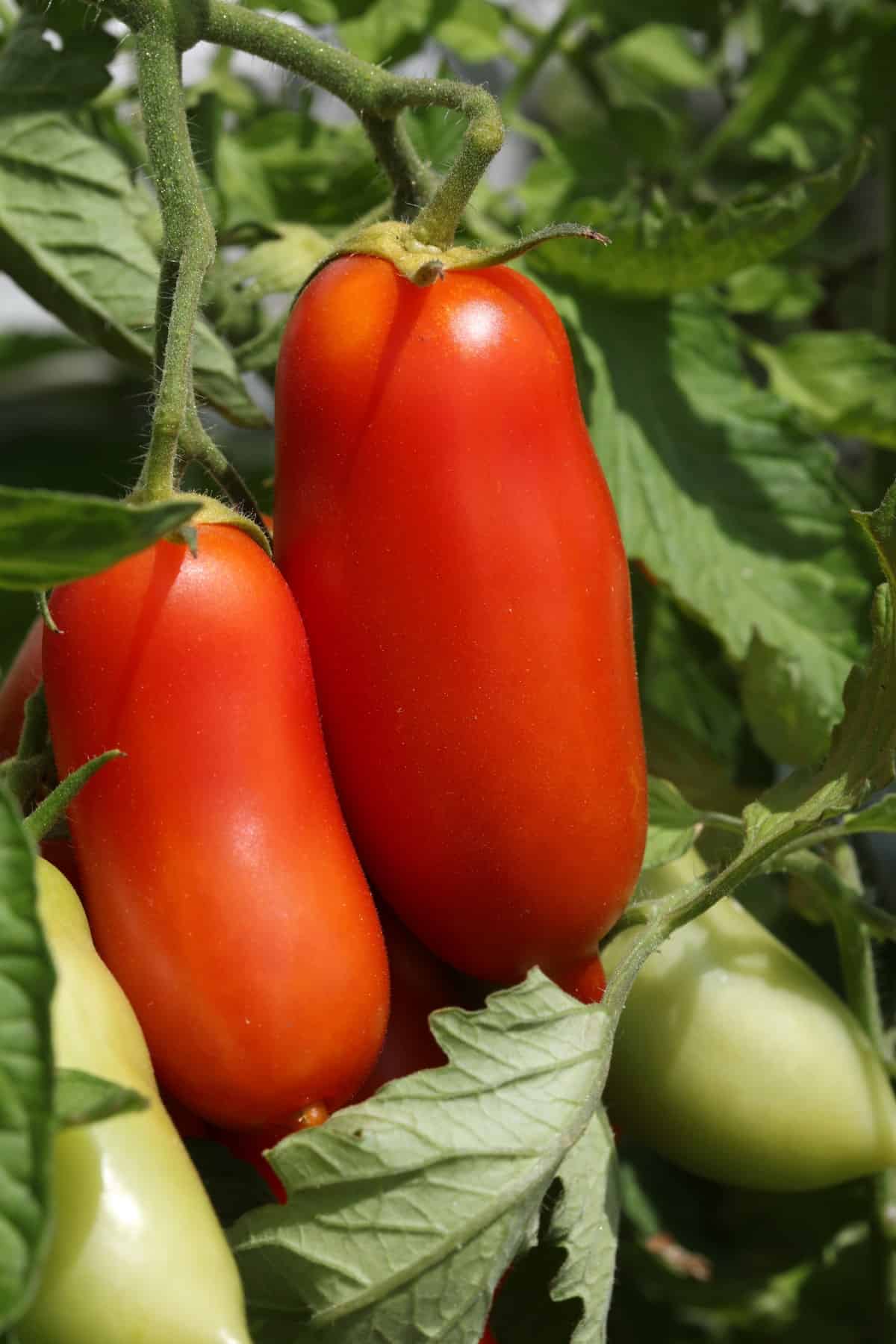 San Marzano tomatoes hanging on the vine. 