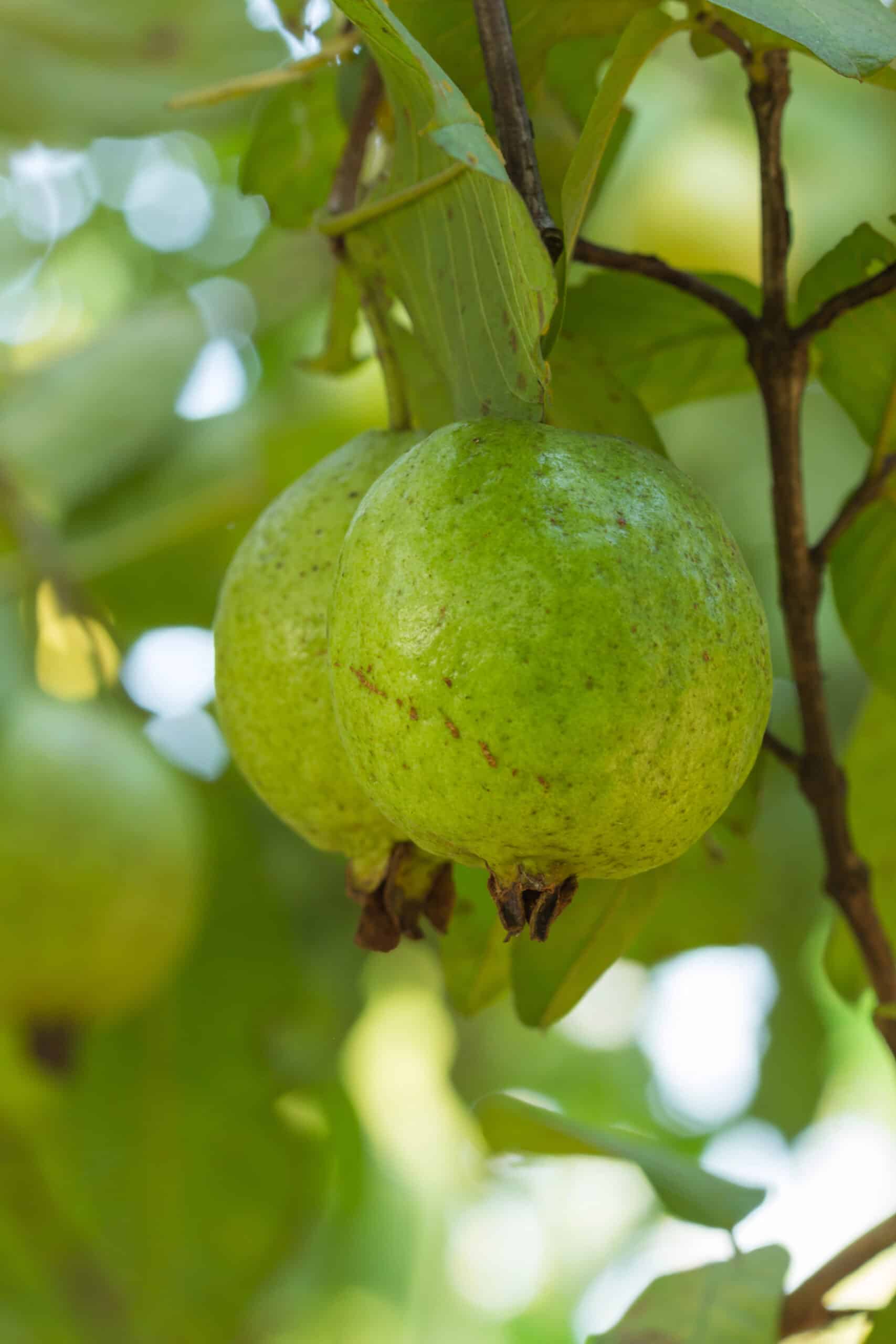 Close-up of guava fruit on a tree or bush. 