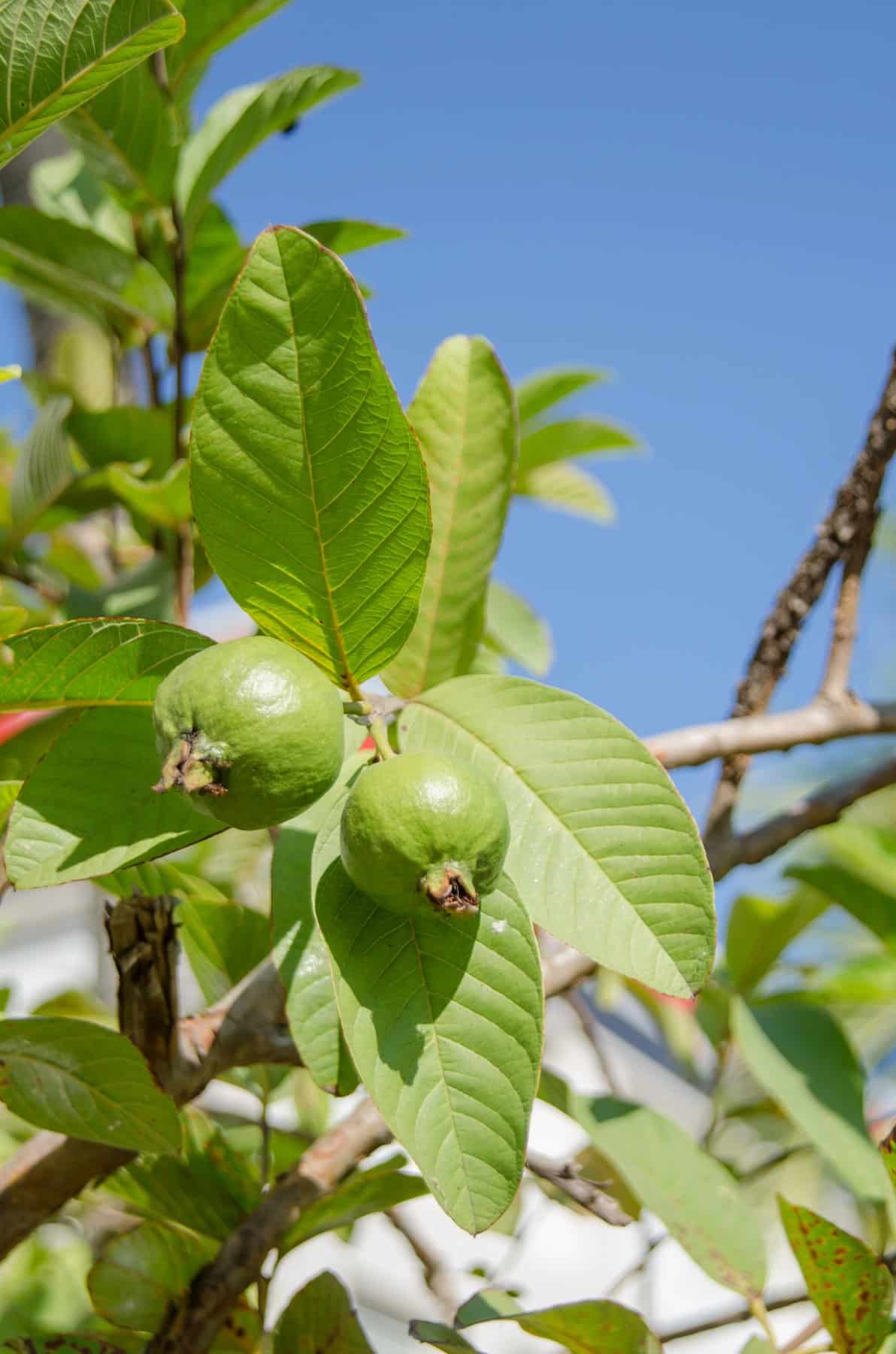 Small guava fruit on a tree. 