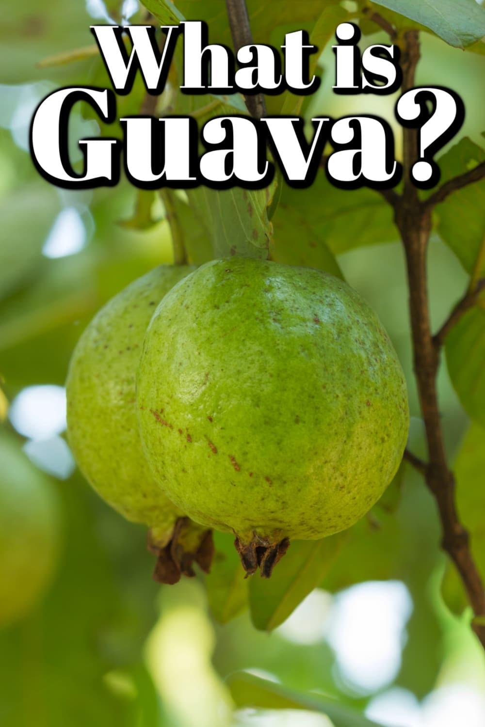 What is Guava Pin. 