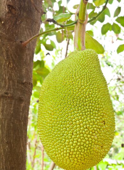 Jackfruit hanging from a tree.