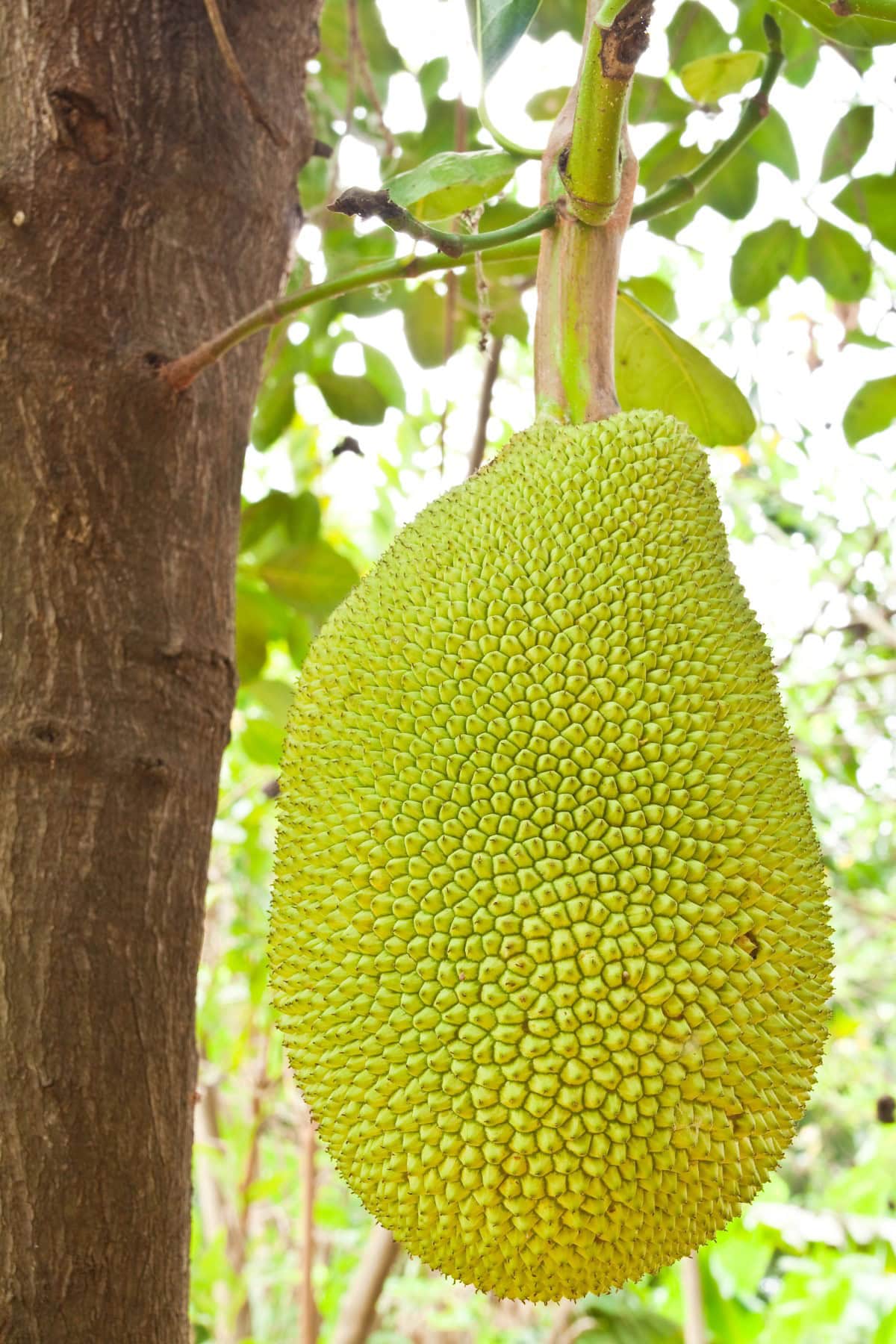 Jackfruit hanging on a tree. 