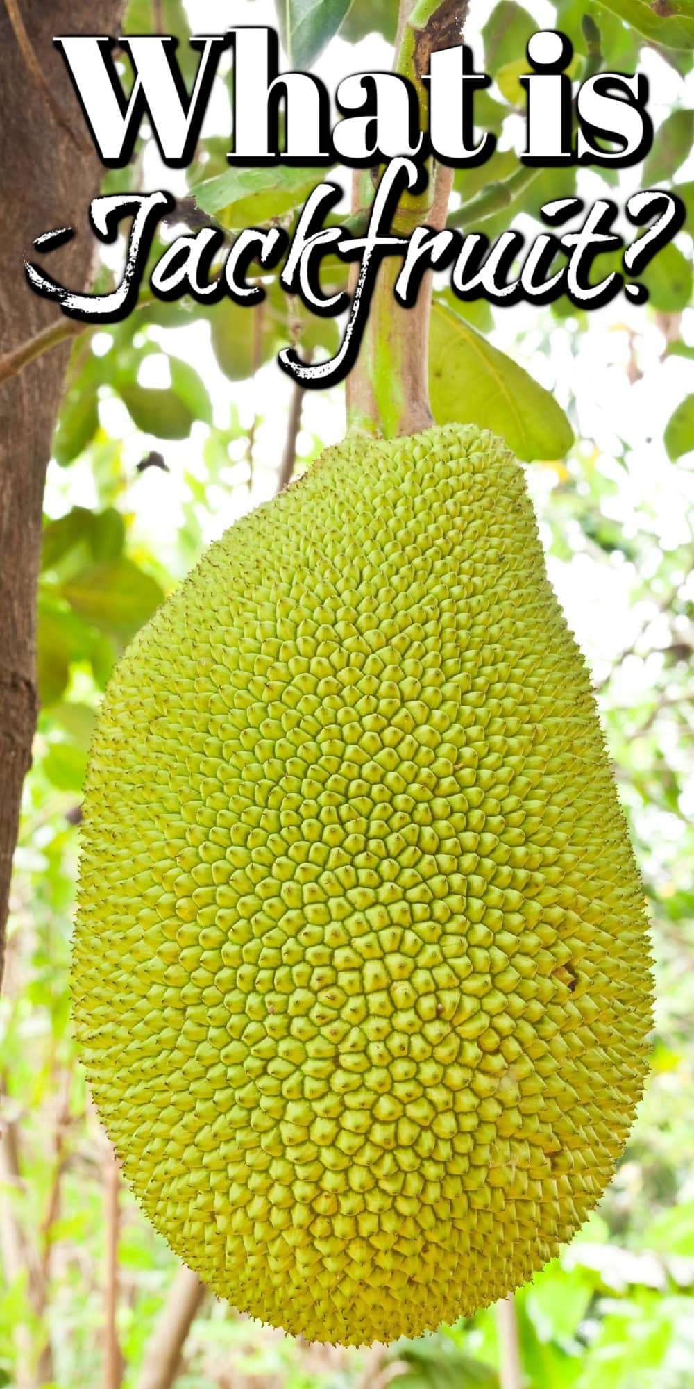 What Is Jackfruit? Pin. 