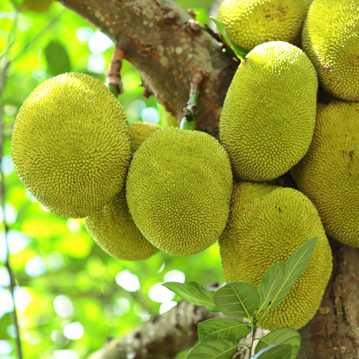 Multiple jackfruit on a tree. 