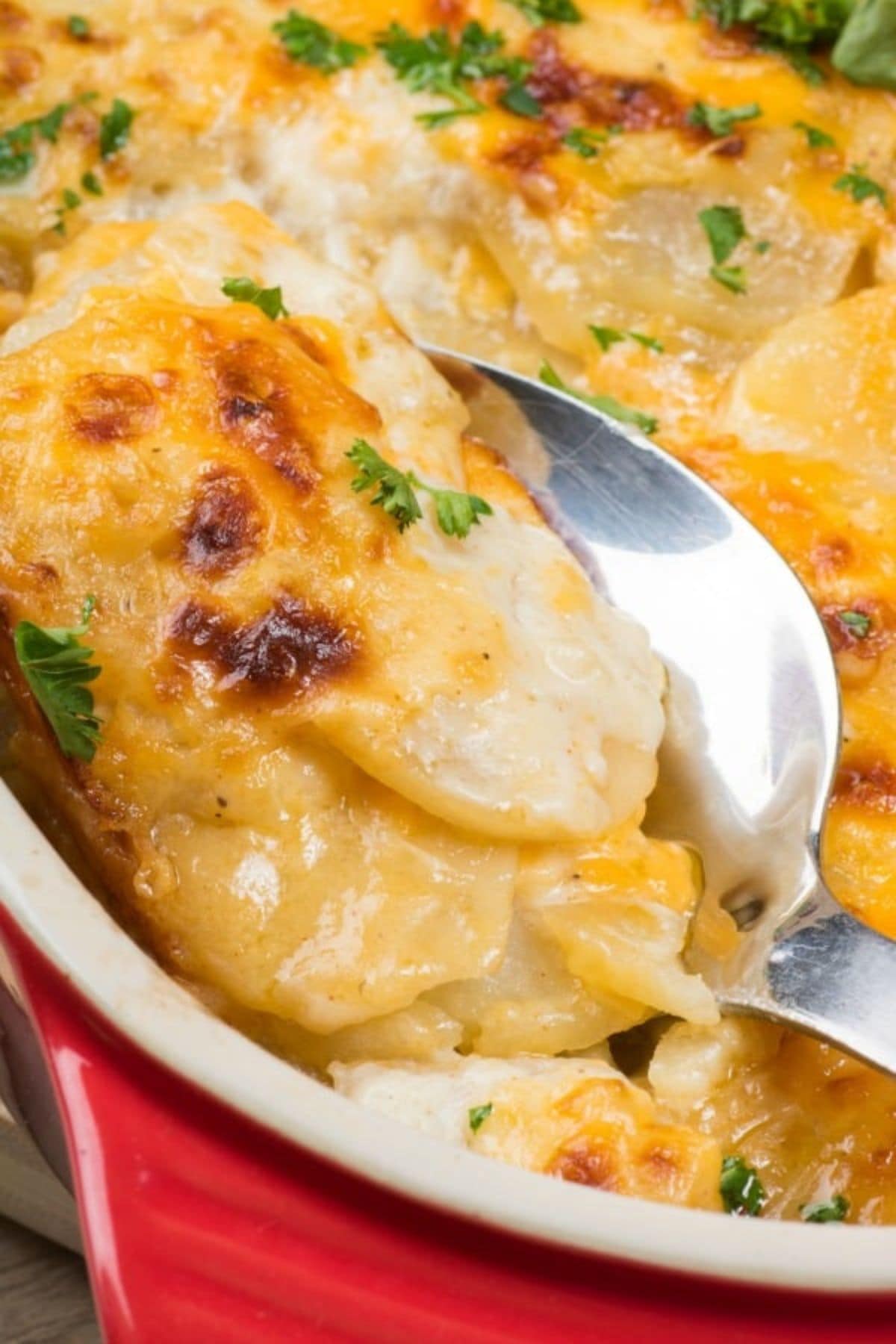 Serving of cheesy scalloped potatoes being removed from a casserole dish with a serving spoon.