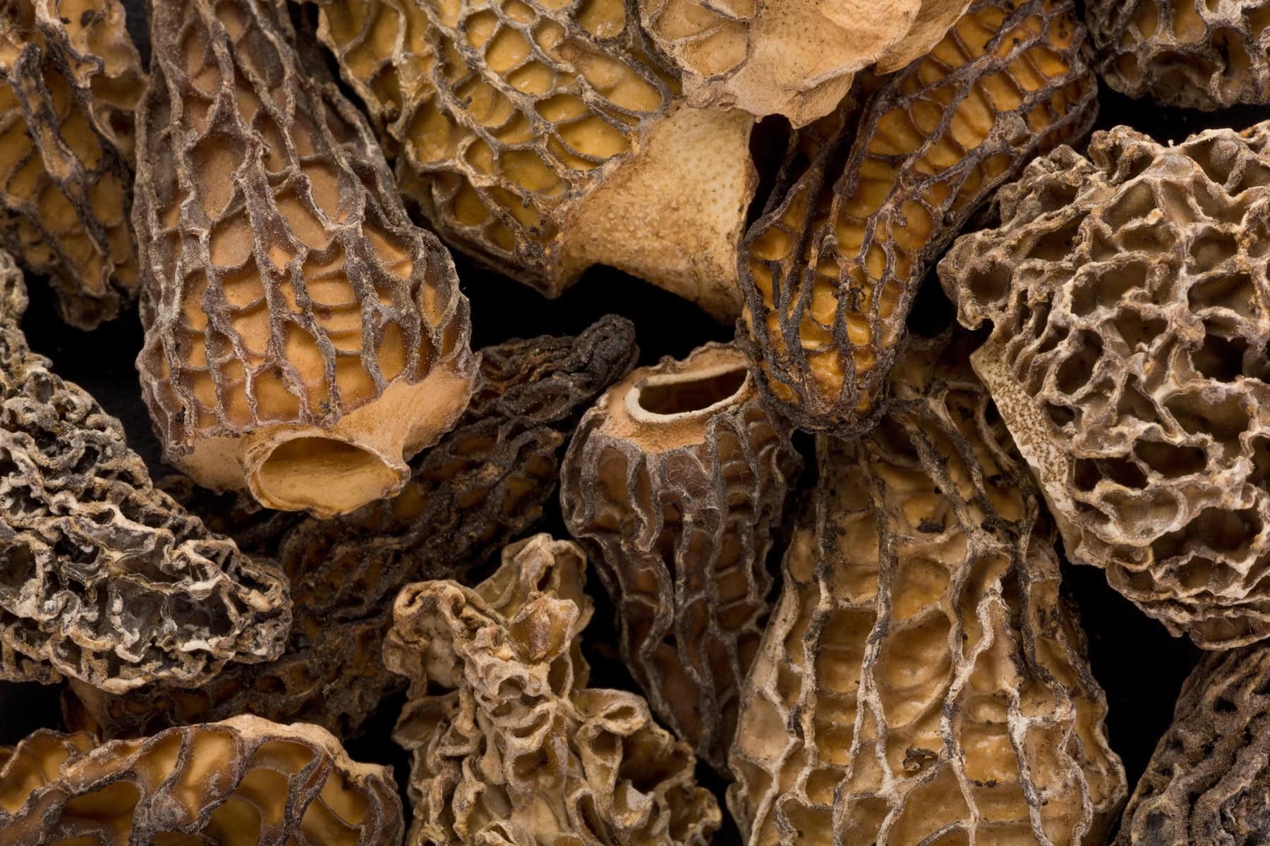 Overhead of morels.
