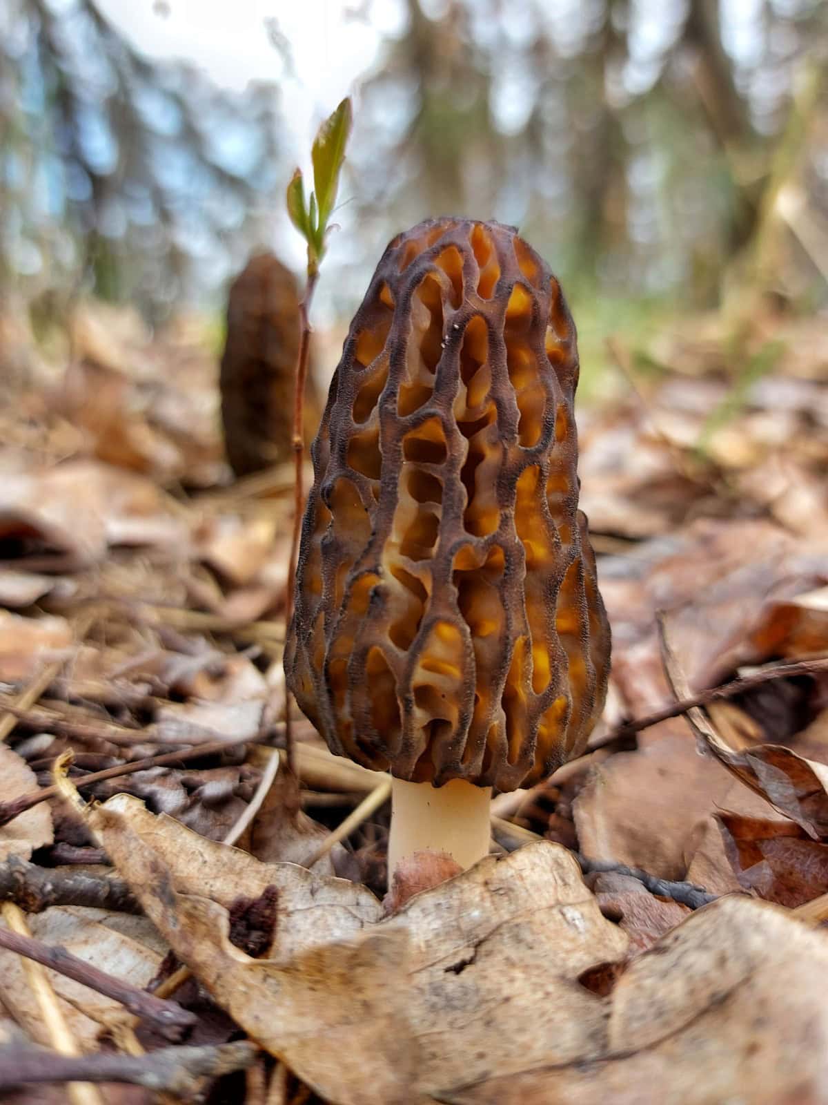 Close-up of morel in the forest.