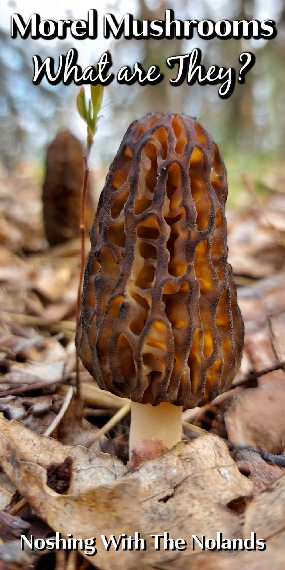 Morel Mushrooms pin.