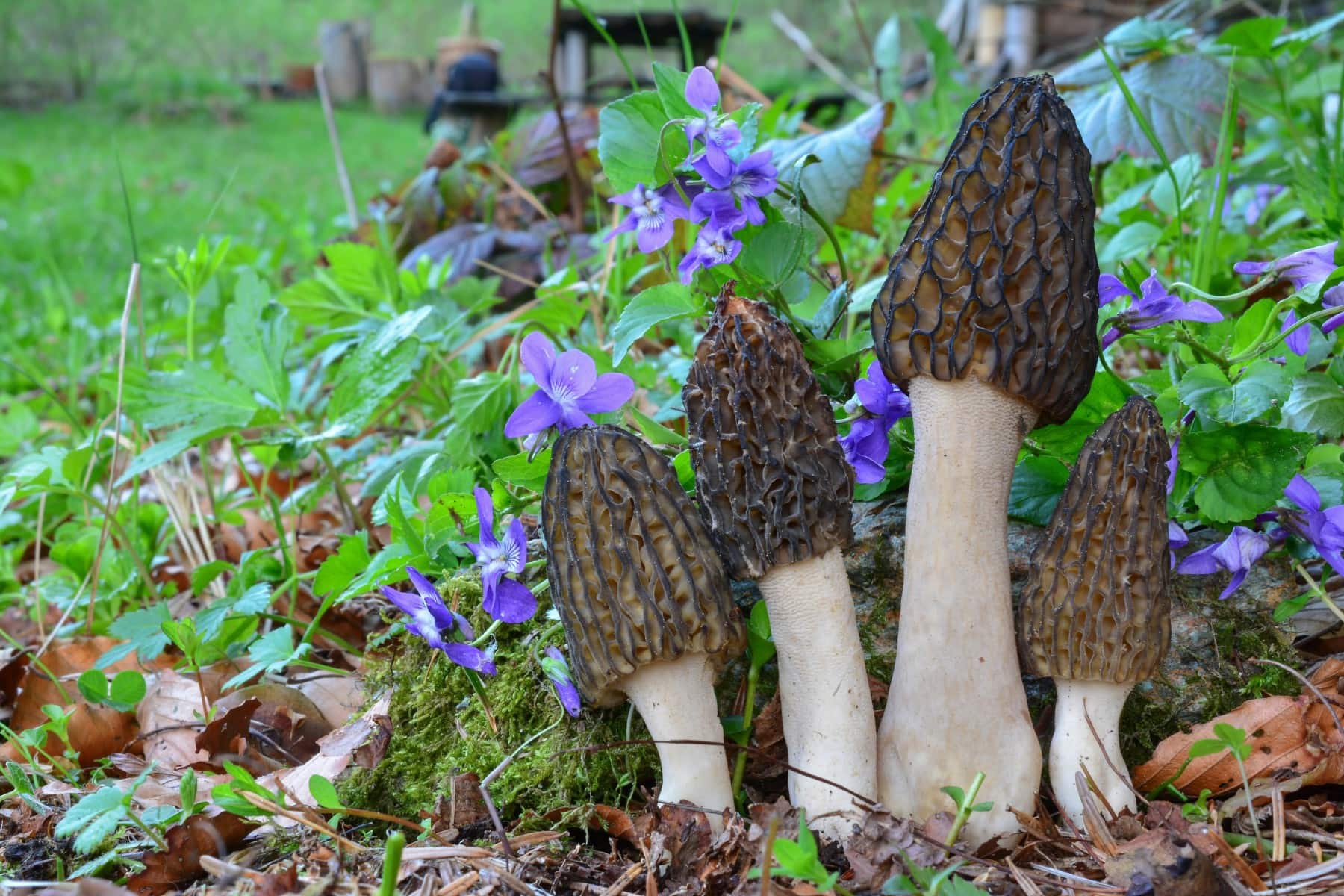 Morels growing by pretty purple flowers.