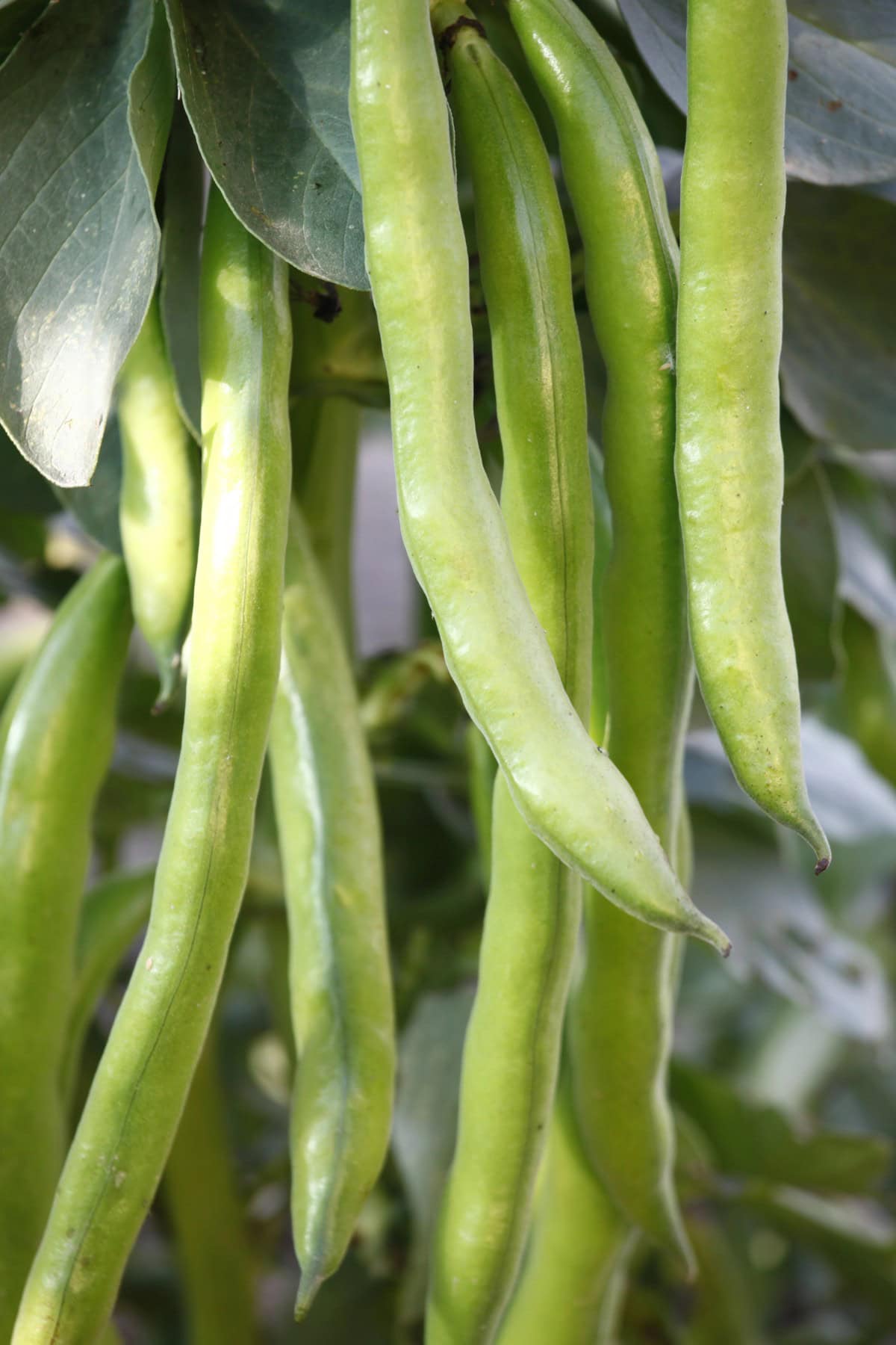 Fava bean pods hanging on a plant. 