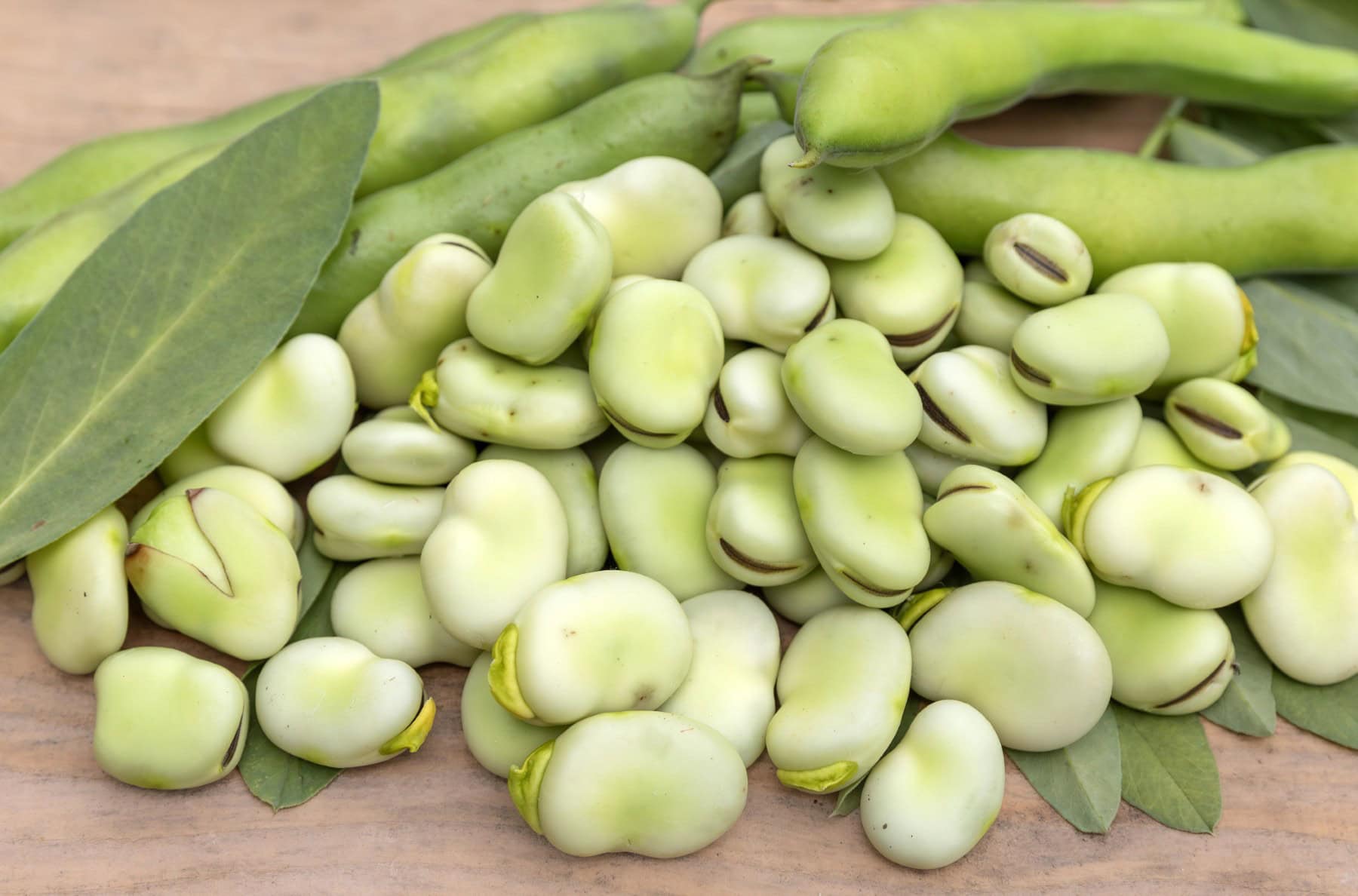 Horizontal pic of fava beans. 
