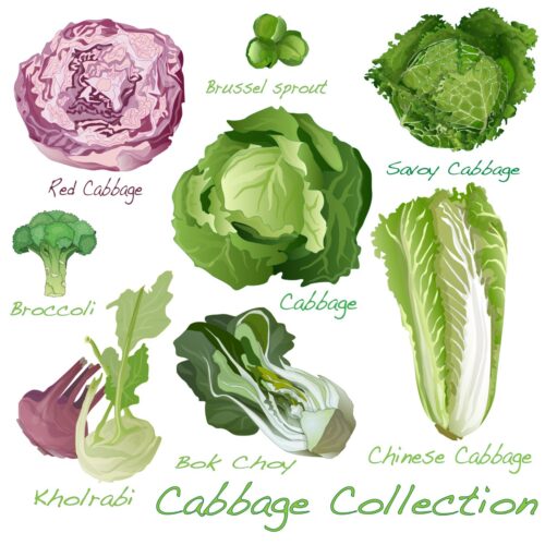 What Vegetables Are in the Cabbage Family? - Noshing With the Nolands