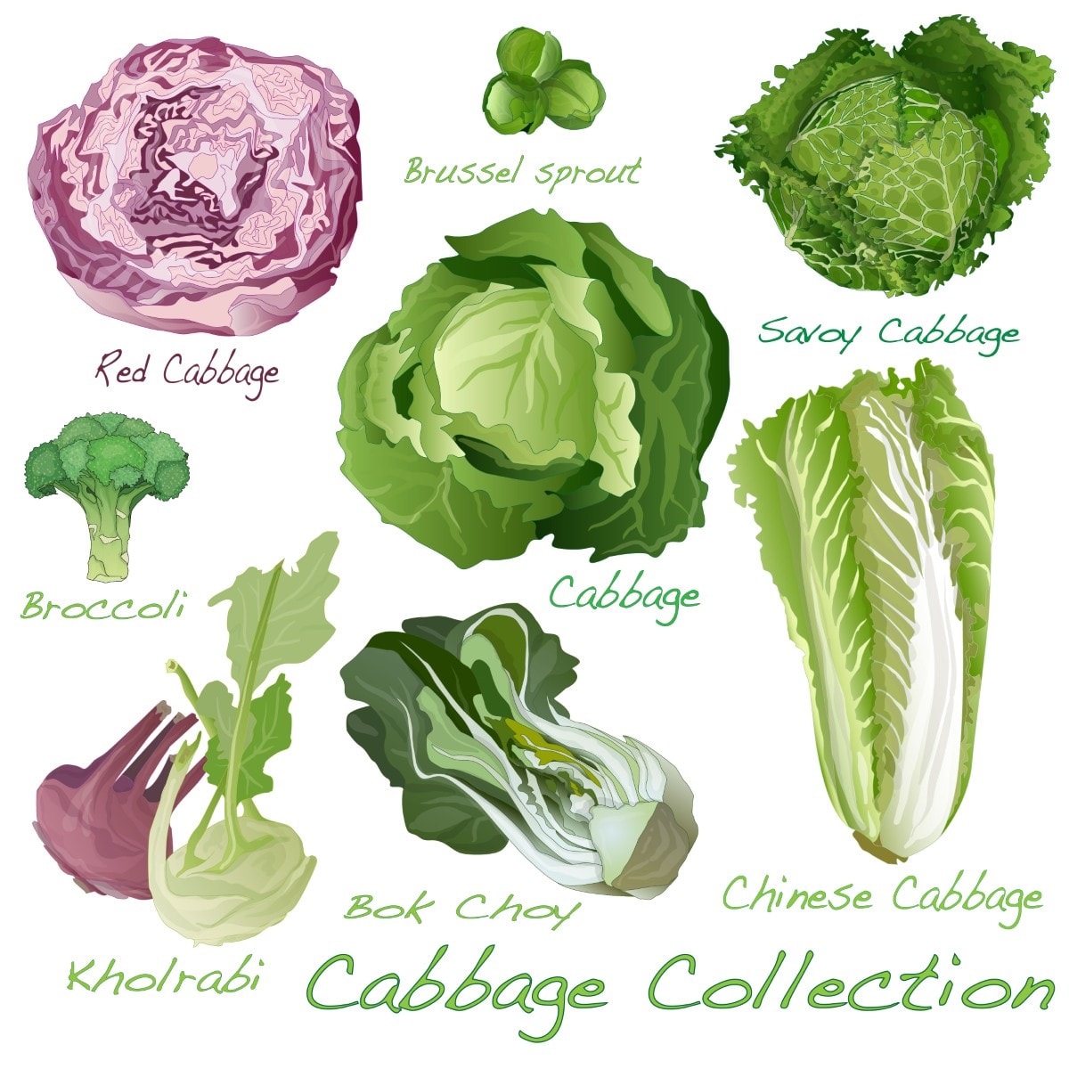 Cabbage Image set illustration.