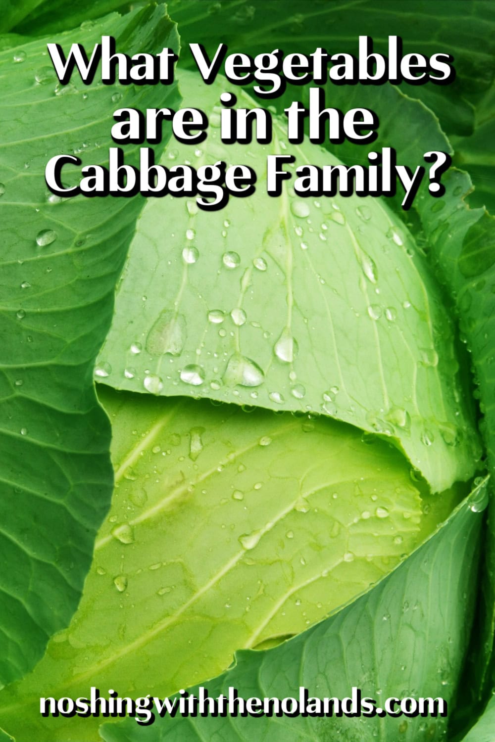 What Vegetables Are in the Cabbage Family? pin. 