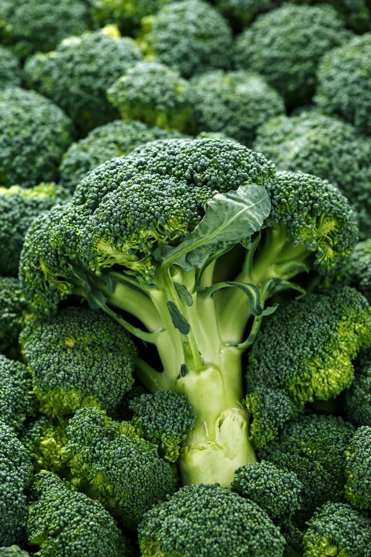 Broccoli.