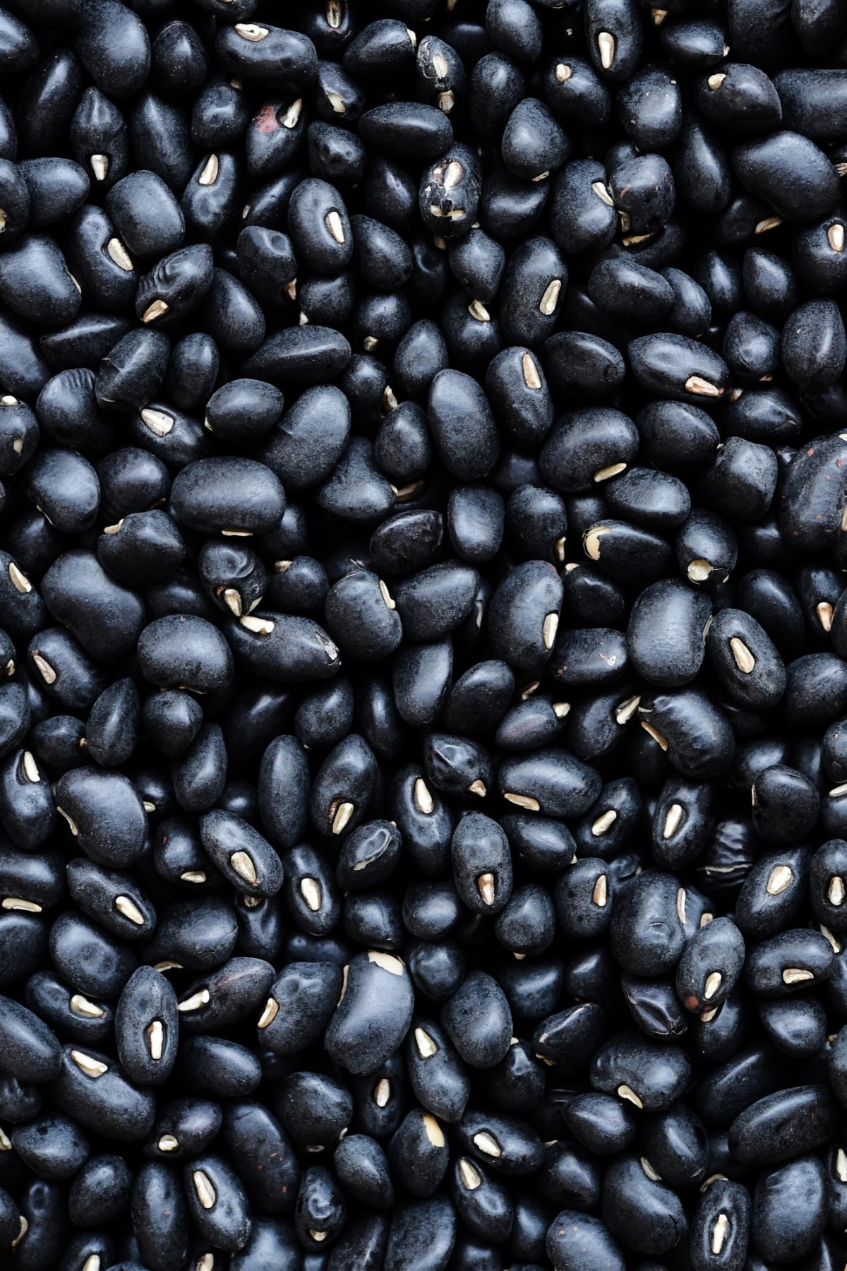 Types of Beans - Black bean close-up. 