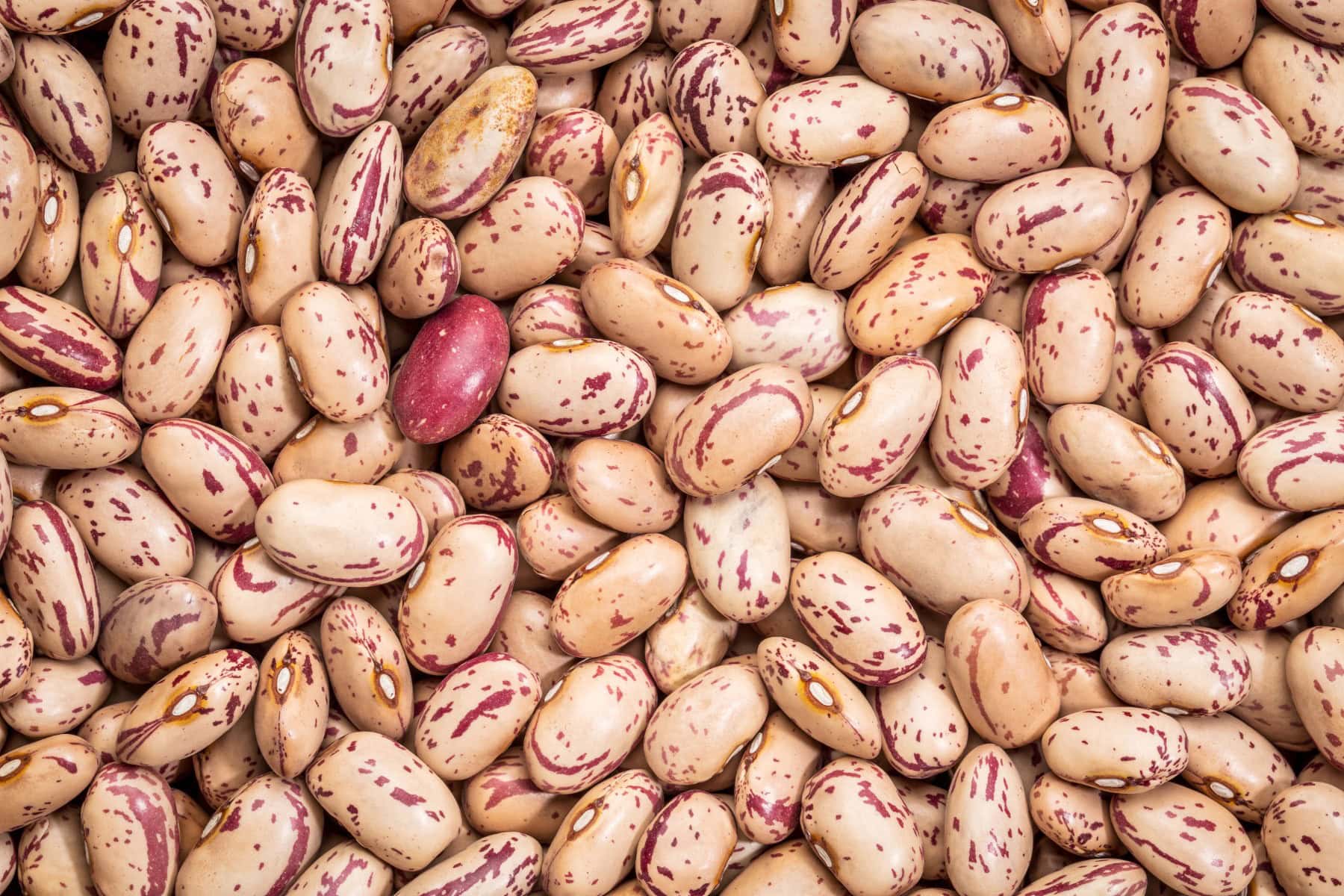Types of beans - Cranberry beans. 