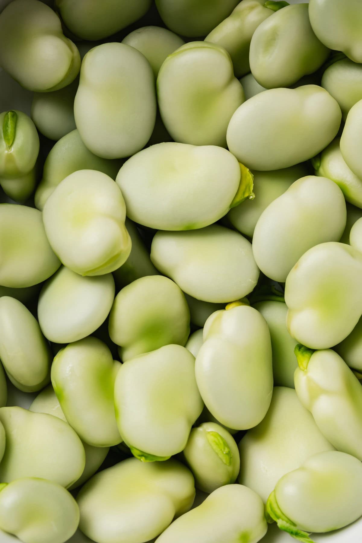 Fava beans close-up. 