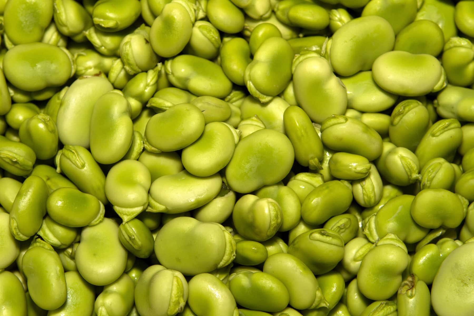 Lima beans, overhead. 