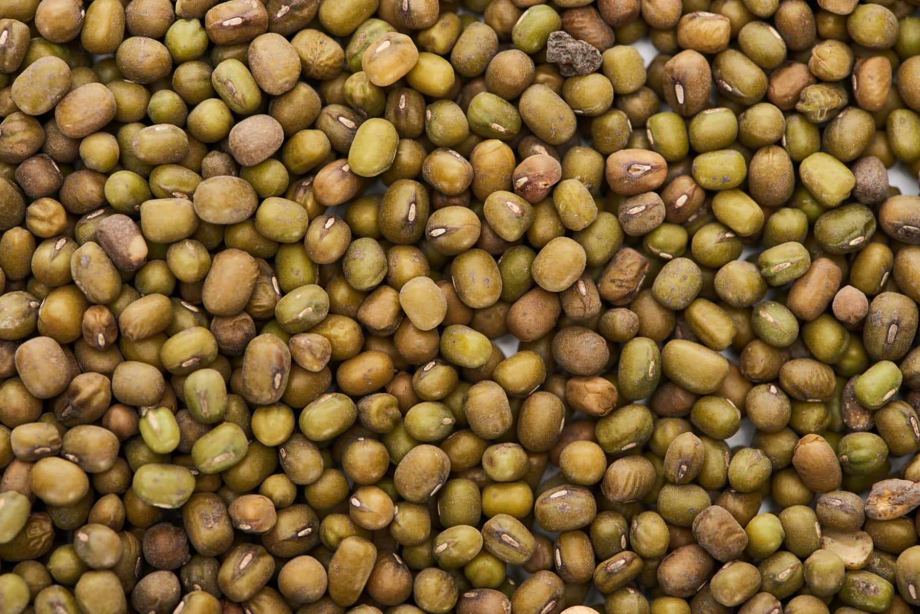 Mung beans.