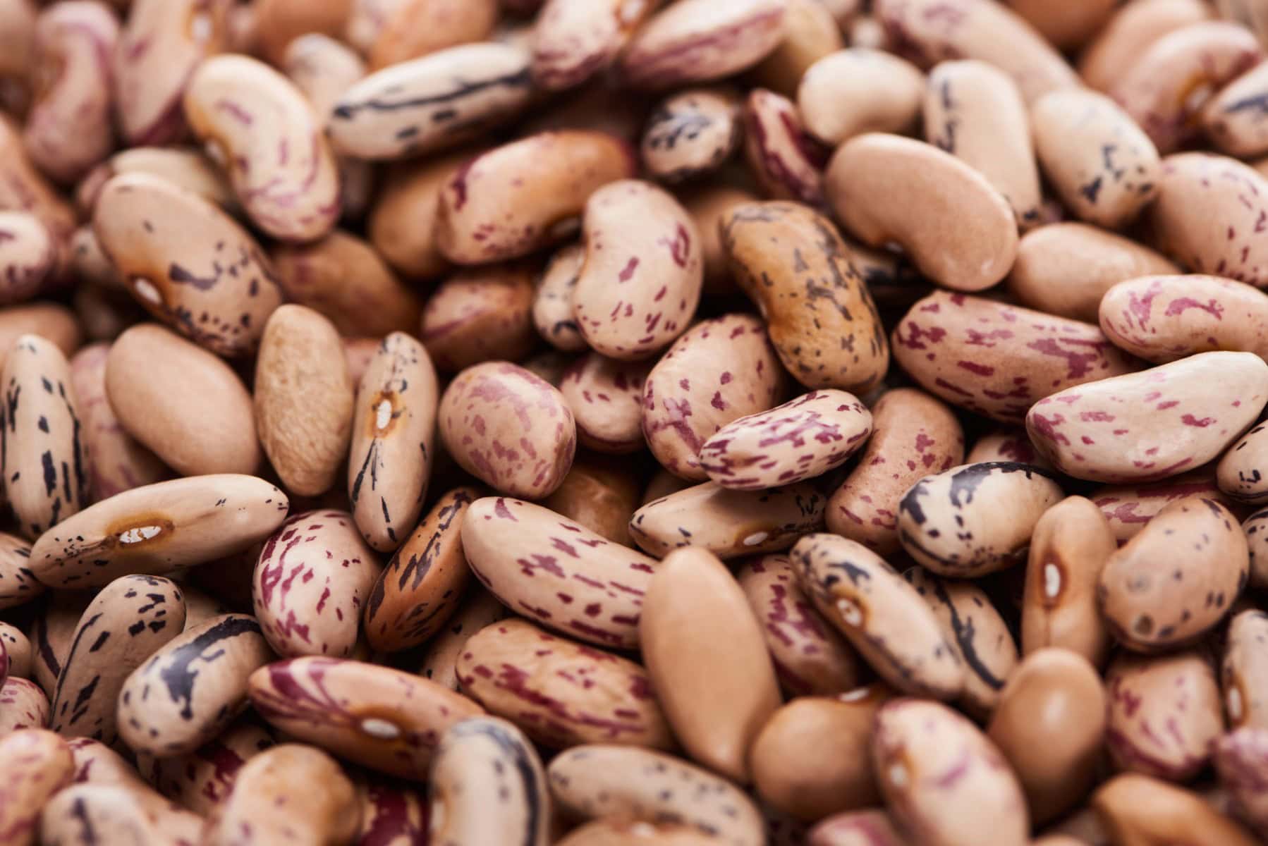 Pinto beans close-up. 