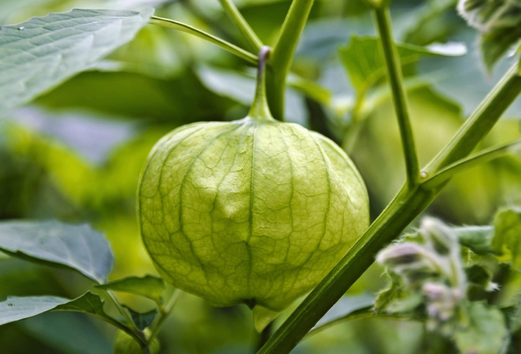 Tomatillo on a plant.