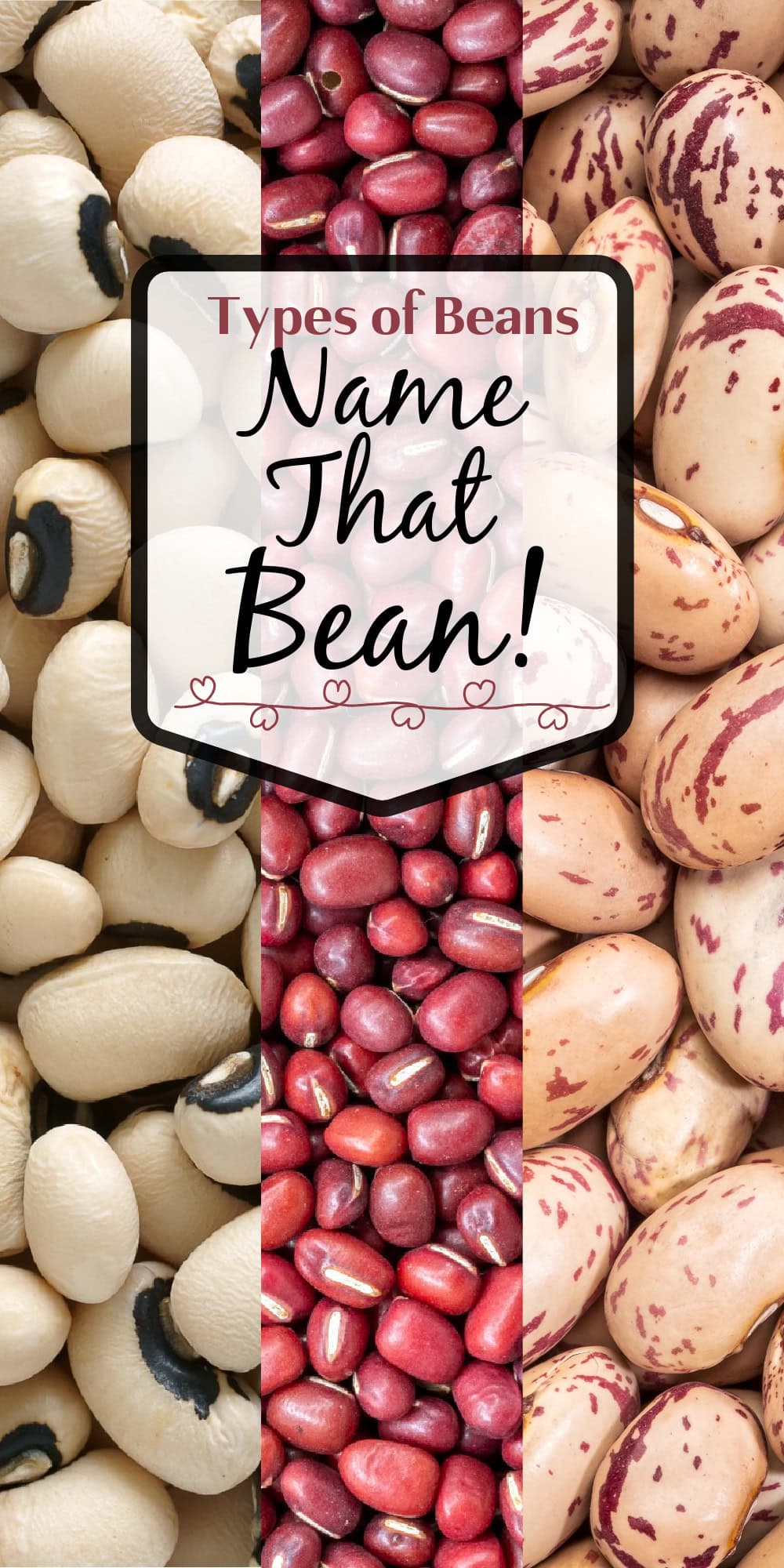 Types of Beans pin. 