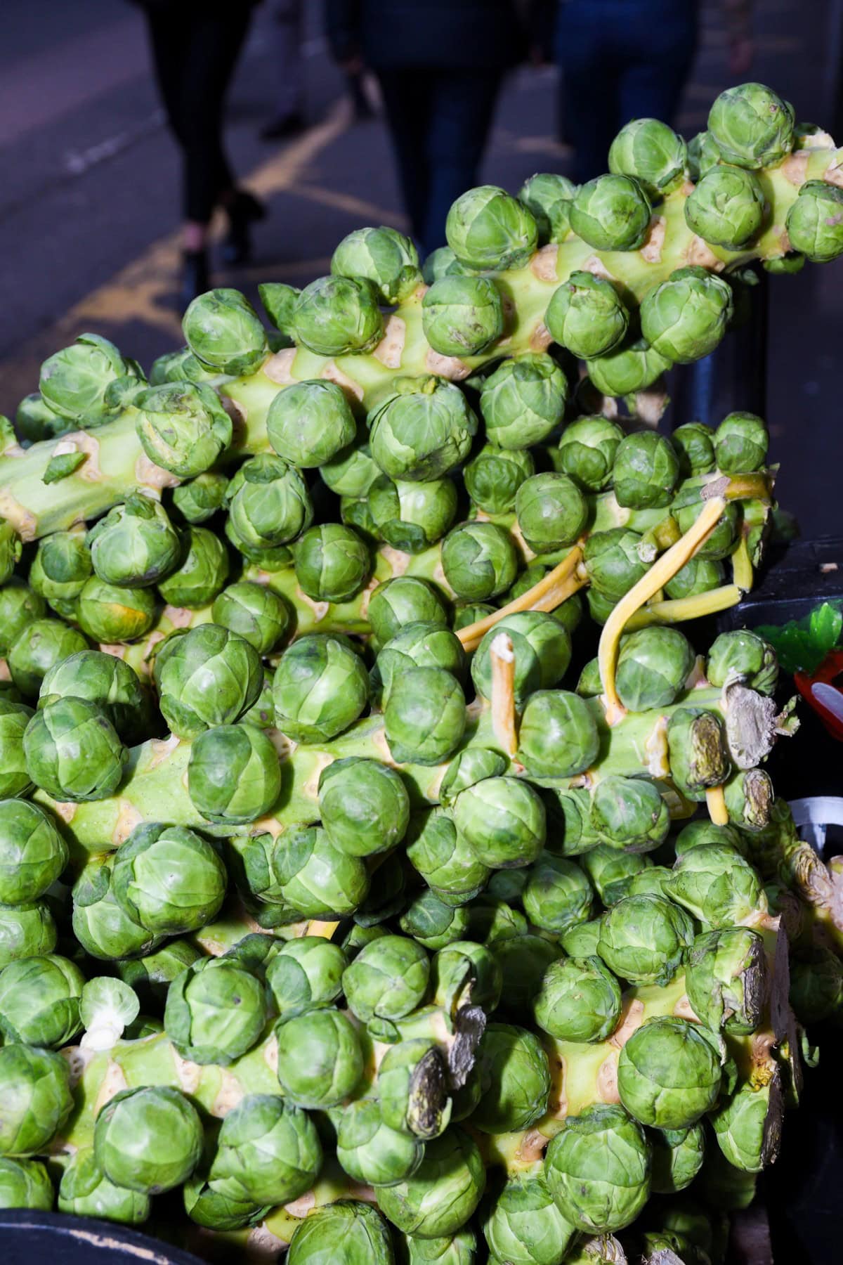 Brussels sprouts on a stalk. 