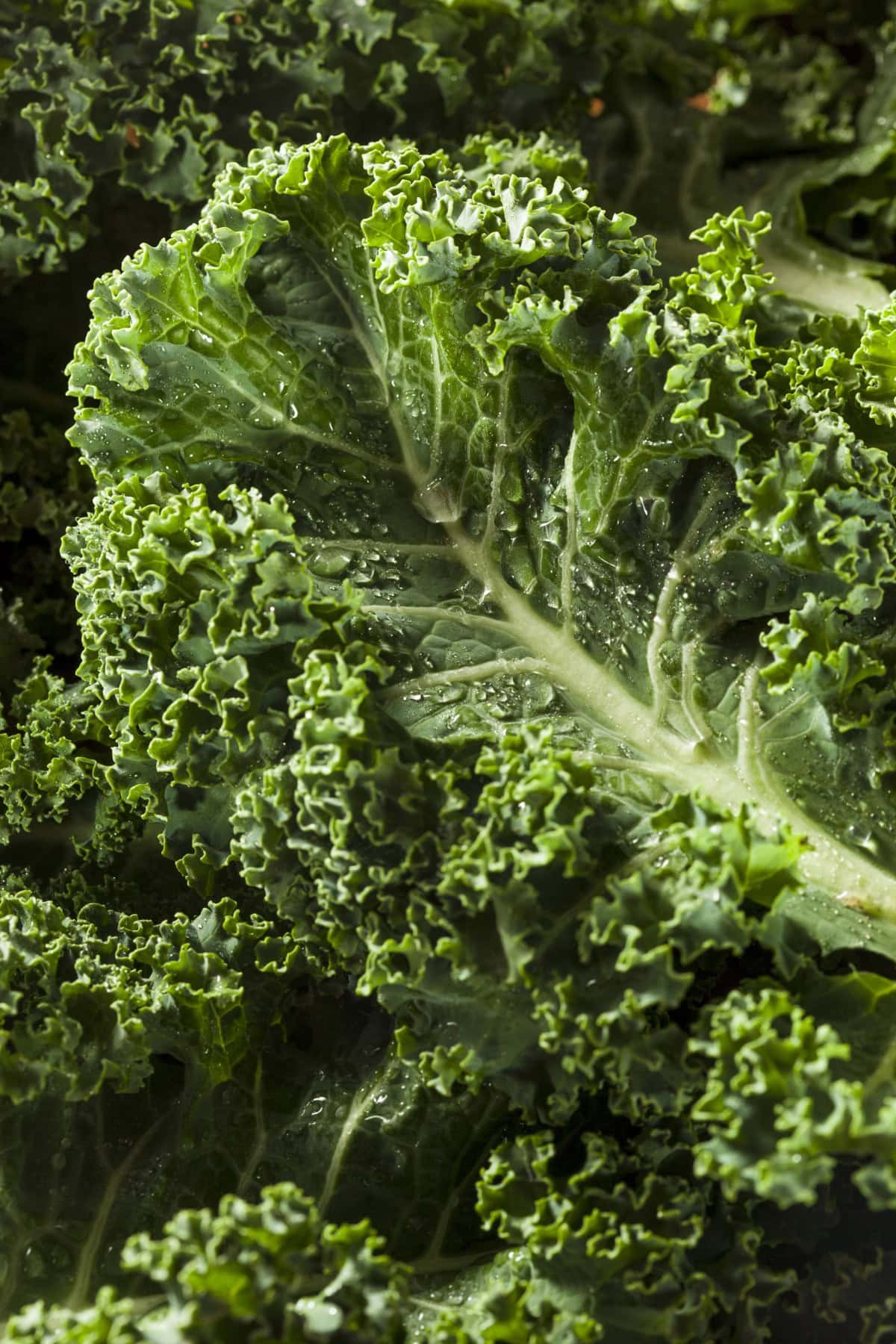 Wet leaves of kale. 